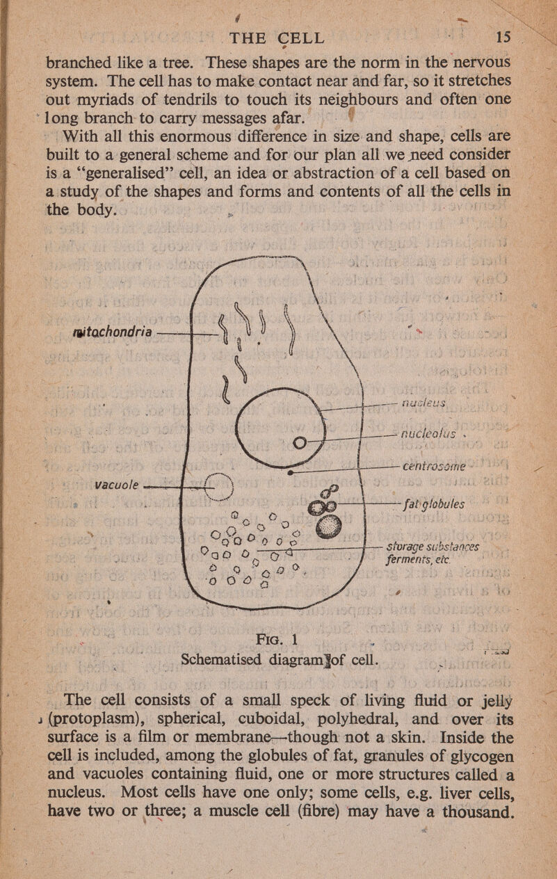 THE CELL 15 0 branched like a tree. These shapes are the norm in the nervous system. The cell has to make contact near and far, so it stretches out myriads of tendrils to touch its neighbours and often one 1 ong branch to carry messages afar. With all this enormous difference in size and shape, cells are built to a general scheme and for our plan all we jneed consider is a generalised cell, an idea or abstraction of a cell based on a study of the shapes and forms and contents of all the cells in the body. F ig. 1 Schematised diagramjof cell. The cell consists of a small speck of living fluid or jelly j (protoplasm), spherical, cuboidal, polyhedral, and over its surface is a film or membrane—though not a skin. Inside the cell is included, among the globules of fat, granules of glycogen and vacuoles containing fluid, one or more structures called a nucleus. Most cells have one only; some cells, e.g. liver cells, have two or three; a muscle cell (fibre) may have a thousand.