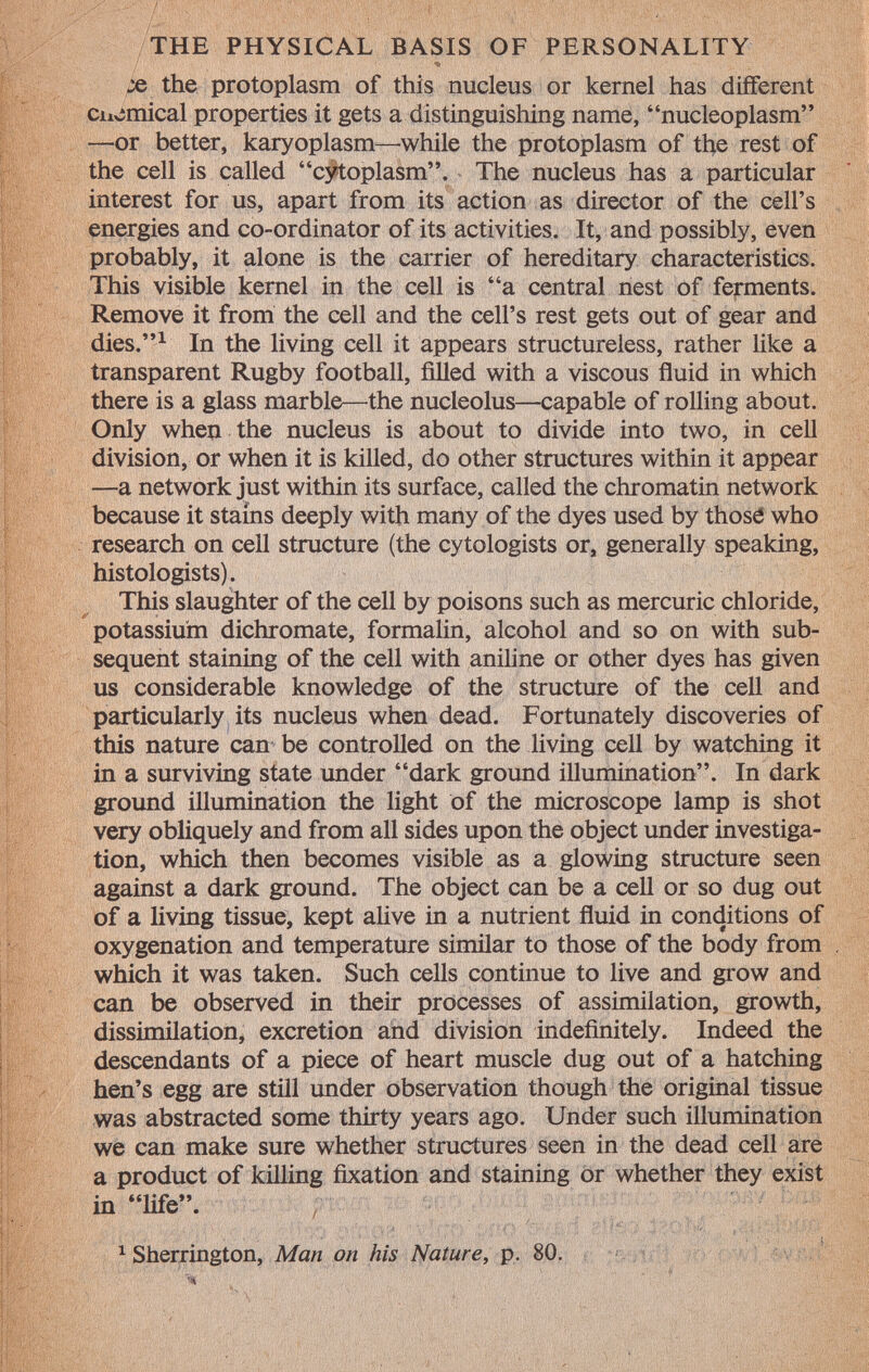x the protoplasm of this nucleus or kernel has different ciiemical properties it gets a distinguishing name, nucleoplasm —or better, karyoplasm—while the protoplasm of the rest of the cell is called cytoplasm. The nucleus has a particular interest for us, apart from its action as director of the cell's energies and co-ordinator of its activities. It, and possibly, even probably, it alone is the carrier of hereditary characteristics. This visible kernel in the cell is a central nest of ferments. Remove it from the cell and the cell's rest gets out of gear and dies. 1 In the living cell it appears structureless, rather like a transparent Rugby football, filled with a viscous fluid in which there is a glass marble—the nucleolus—capable of rolling about. Only when the nucleus is about to divide into two, in cell division, or when it is killed, do other structures within it appear ■—a network just within its surface, called the chromatin network because it stains deeply with many of the dyes used by those who research on cell structure (the cytologists or, generally speaking, histologists). This slaughter of the cell by poisons such as mercuric chloride, potassium dichromate, formalin, alcohol and so on with sub sequent staining of the cell with aniline or other dyes has given us considerable knowledge of the structure of the cell and particularly its nucleus when dead. Fortunately discoveries of this nature can be controlled on the living cell by watching it in a surviving state under dark ground illumination. In dark ground illumination the light of the microscope lamp is shot very obliquely and from all sides upon the object under investiga tion, which then becomes visible as a glowing structure seen against a dark ground. The object can be a cell or so dug out of a living tissue, kept alive in a nutrient fluid in conditions of oxygenation and temperature similar to those of the body from which it was taken. Such cells continue to live and grow and can be observed in their processes of assimilation, growth, dissimilation, excretion and division indefinitely. Indeed the descendants of a piece of heart muscle dug out of a hatching hen's egg are still under observation though the original tissue was abstracted some thirty years ago. Under such illumination we can make sure whether structures seen in the dead cell are a product of killing fixation and staining or whether they exist in life. 1 Sherrington, Man on his Nature, p. 80.