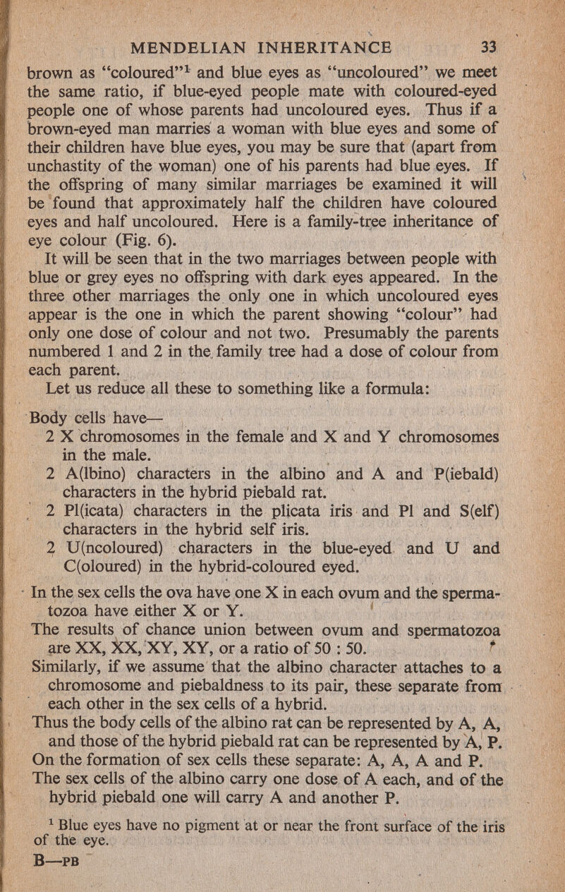 brown as coloured 1 and blue eyes as uncoloured we meet the same ratio, if blue-eyed people mate with coloured-eyed people one of whose parents had uncoloured eyes. Thus if a brown-eyed man marries a woman with blue eyes and some of their children have blue eyes, you may be sure that (apart from unchastity of the woman) one of his parents had blue eyes. If the offspring of many similar marriages be examined it will be found that approximately half the children have coloured eyes and half uncoloured. Here is a family-tree inheritance of eye colour (Fig. 6). It will be seen that in the two marriages between people with blue or grey eyes no offspring with dark eyes appeared. In the three other marriages the only one in which uncoloured eyes appear is the one in which the parent showing colour had only one dose of colour and not two. Presumably the parents numbered 1 and 2 in the family tree had a dose of colour from each parent. Let us reduce all these to something like a formula: Body cells have— 2 X chromosomes in the female and X and Y chromosomes in the male. 2 A(lbino) characters in the albino and A and P(iebald) characters in the hybrid piebald rat. 2 Pl(icata) characters in the plicata iris and PI and S (elf) characters in the hybrid self iris. 2 U(ncoloured) characters in the blue-eyed and U and C(oloured) in the hybrid-coloured eyed. In the sex cells the ova have one X in each ovum and the sperma tozoa have either X or Y. The results of chance union between ovum and spermatozoa are XX, XX, XY, XY, or a ratio of 50 : 50. * Similarly, if we assume that the albino character attaches to a chromosome and piebaldness to its pair, these separate from each other in the sex cells of a hybrid. Thus the body cells of the albino rat can be represented by A, A, and those of the hybrid piebald rat can be represented by A, P. On the formation of sex cells these separate: A, A, A and P. The sex cells of the albino carry one dose of A each, and of the hybrid piebald one will carry A and another P. 1 Blue eyes have no pigment at or near the front surface of the iris of the eye. b—pb