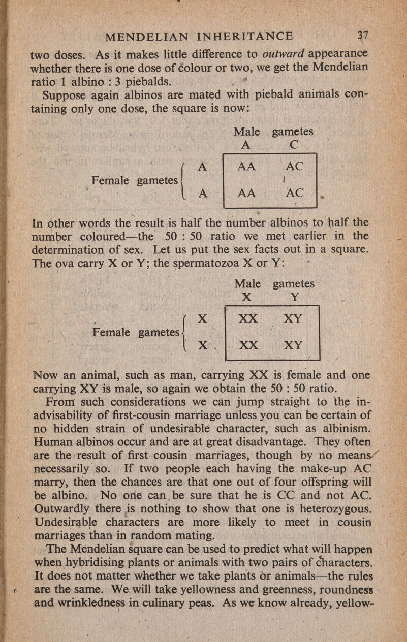 two doses. As it makes little difference to outward appearance whether there is one dose of colour or two, we get the Mendelian ratio 1 albino : 3 piebalds. Suppose again albinos are mated with piebald animals con taining only one dose, the square is now: Male gametes A C Female gametes In other words the result is half the number albinos to half the number coloured—the 50 : 50 ratio we met earlier in the determination of sex. Let us put the sex facts out in a square. The ova carry X or Y ; the spermatozoa X or Y : Male gametes X Y b X XX XY Female gametes i X XX XY Now an animal, such as man, carrying XX is female and one carrying XY is male, so again we obtain the 50 : 50 ratio. From such considerations we can jump straight to the in- advisability of first-cousin marriage unless you can be certain of no hidden strain of undesirable character, such as albinism. Human albinos occur and are at great disadvantage. They often are the result of first cousin marriages, though by no means necessarily so. If two people each having the make-up AC marry, then the chances are that one out of four offspring will be albino. No one can be sure that he is CC and not AC. Outwardly there is nothing to show that one is heterozygous. Undesirable characters are more likely to meet in cousin marriages than in random mating. The Mendelian square can be used to predict what will happen when hybridising plants or animals with two pairs of characters. It does not matter whether we take plants or animals—the rules are the same. We will take yellowness and greenness, roundness and wrinkledness in culinary peas. As we know already, yellow