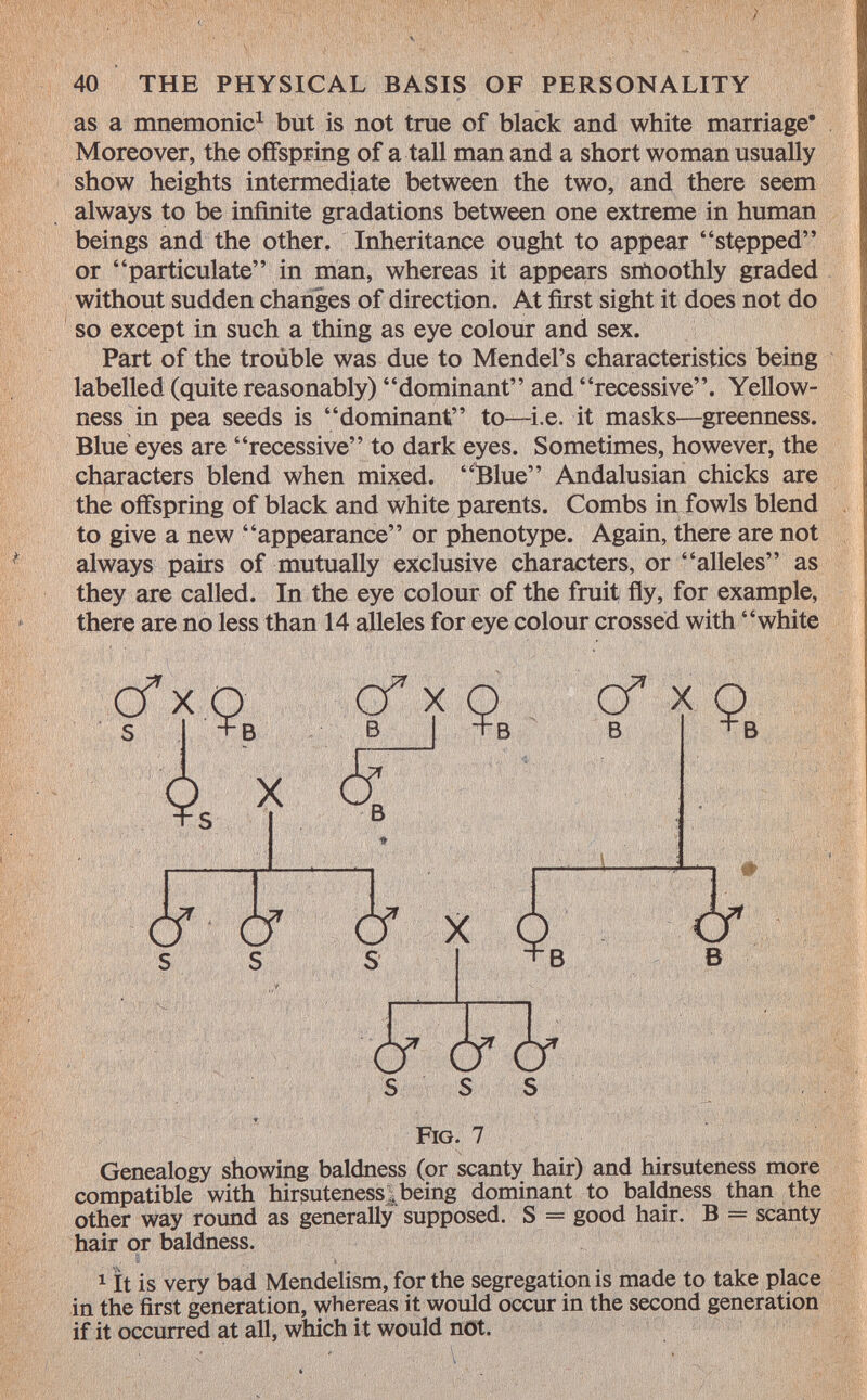 as a mnemonic 1 but is not true of black and white marriage* Moreover, the offspring of a tall man and a short woman usually show heights intermediate between the two, and there seem always to be infinite gradations between one extreme in human beings and the other. Inheritance ought to appear stepped or particulate in man, whereas it appears smoothly graded without sudden changes of direction. At first sight it does not do so except in such a thing as eye colour and sex. Part of the troúble was due to Mendel's characteristics being labelled (quite reasonably) dominant and recessive. Yellow ness in pea seeds is dominant to—i.e. it masks—greenness. Blue eyes are recessive to dark eyes. Sometimes, however, the characters blend when mixed. Blue Andalusian chicks are the offspring of black and white parents. Combs in fowls blend to give a new appearance or phenotype. Again, there are not always pairs of mutually exclusive characters, or alleles as they are called. In the eye colour of the fruit fly, for example, there are no less than 14 alleles for eye colour crossed with white Cfx Q O* X Q X Q S I +B B + B B + B X k i* X i B 5crcr F ig. 7 Genealogy showing baldness (or scanty hair) and hirsuteness more compatible with hirsuteness^ being dominant to baldness than the other way round as generally supposed. S = good hair. B = scanty hair or baldness. 1 it is very bad Mendelismi, for the segregation is made to take place in the first generation, whereas it would occur in the second generation if it occurred at all, which it would not.