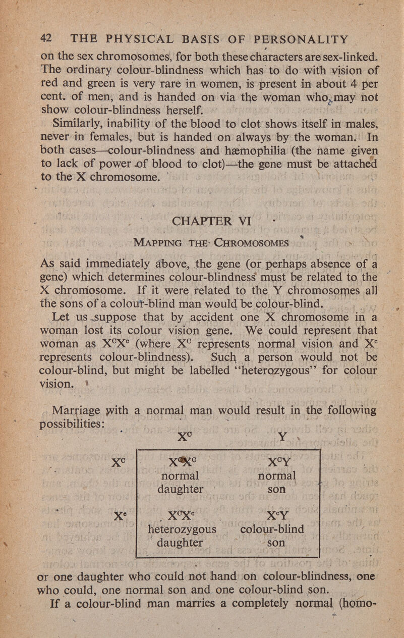 on the sex chromosomes, for both these characters are sex-linked. The ordinary colour-blindness which has to do with vision of red and green is very rare in women, is present in about 4 per cent, of men, and is handed on via the woman who ».may not show colour-blindness herself. Similarly, inability of the blood to clot shows itself in males, never in females, but is handed on always by the woman. In both cases—colour-blindness and haemophilia (the name given to lack of power .of blood to clot)—the gene must be attached to the X chromosome. CHAPTER VI Mapping the Chromosomes As said immediately above, the gene (or perhaps absence of a gene) which determines colour-blindness must be related to the X chromosome. If it were related to the Y chromosoipes all the sons of a colour-blind man would be colour-blind. Let us „suppose that by accident one X chromosome in a woman lost its colour vision gene. We could represent that woman as X C X° (where X e represents normal vision and X e represents colour-blindness). Such a person would not be colour-blind, but might be labelled heterozygous for colour vision. * Marriage >vith a normal man would result in the following possibilities: X o X e or one daughter who could not hand on colour-blindness, one who could, one normal son and one colour-blind son. If a colour-blind man marries a completely normal (homo- X o Y X^C C X°Y normal normal daughter son , X°X C X C Y heterozygous colour-blind daughter son