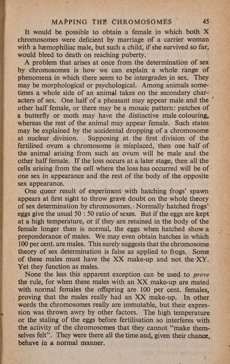It would be possible to obtain a female in which both X chromosomes were deficient by marriage of a carrier woman with a haemophiliac male, but such a child, if she survived so far, would bleed to death on reaching puberty. A problem that arises at once from the determination of sex by chromosomes is how we can explain a whole range of phenomena in which there seem to be intergrades in sex. They may be morphological or psychological. Among animals some times a whole side of an animal takes on the secondary char acters of sex. One half of a pheasant may appear male and the other half female, or there may be a mosaic pattern: patches of a butterfly or moth may have the distinctive male colouring, whereas the rest of the animal may appear female. Such states may be explained by the accidental dropping of a chromosome at nuclear division. Supposing at the first division of the fertilised ovum a chromosome is misplaced, then one half of the animal arising from such an ovum will be male and the other half female. If the loss occurs at a later stage, then all the cells arising from the cell where the loss has occurred will be of one sex in appearance and the rest of the body of the opposite sex appearance. One queer result of experiment with hatching frogs' spawn appears at first sight to throw grave doubt on the whole theory of sex determination by chromosomes. • Normally hatched frogs' eggs give the usual 50 : 50 ratio of sexes. But if the eggs are kept at a high temperature, or if they are retained in the body of the female longer than is normal, the eggs when hatched show a preponderance of males. We may even obtain hatches in which 100 per cent, are males. This surely suggests that the chromosome theory of sex determination is false as applied to frogs. Some of these males must have the XX make-up and not the XY. Yet they function as males. None the less this apparent exception can be used to prove the rule, for when these males with an XX make-up are mated with normal females the offspring are 100 per cent, females, proving that the males really had an XX make-up. In other words the chromosomes really are immutable, but their expres sion was thrown awry by other factors. The high temperature or the staling of the eggs before fertilisation so interferes with the activity of the chromosomes that they cannot make them selves felt. They were there all the time and, given their chance, behave in a normal manner.