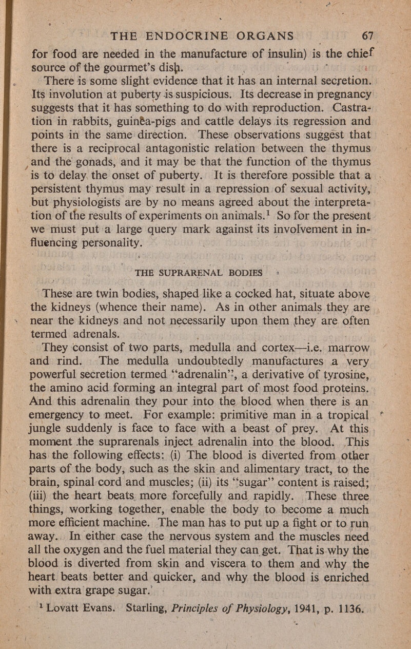 for food are needed in the manufacture of insulin) is the chief source of the gourmet's disfc. There is some slight evidence that it has an internal secretion. Its involution at puberty -is suspicious. Its decrease in pregnancy suggests that it has something to do with reproduction. Castra tion in rabbits, guinèa-pigs and cattle delays its regression and points in the same direction. These observations suggest that there is a reciprocal antagonistic relation between the thymus and the gonads, and it may be that the function of the thymus is to delay the onset of puberty. It is therefore possible that a persistent thymus may result in a repression of sexual activity, but physiologists are by no means agreed about the interpreta tion of the results of experiments on animals. 1 So for the present we must put a large query mark against its involvement in in fluencing personality. the suprarenal bodies * These are twin bodies, shaped like a cocked hat, situate above the kidneys (whence their name). As in other animals they are near the kidneys and not necessarily upon them .they are often termed adrenals. They consist of two parts, medulla and cortex—i.e. marrow and rind. The medulla undoubtedly manufactures a very powerful secretion termed adrenalin, a derivative of tyrosine, the amino acid forming an integral part of most food proteins. And this adrenalin they pour into the blood when there is an emergency to meet. For example: primitive man in a tropical jungle suddenly is face to face with a beast of prey. At this moment .the suprarenals inject adrenalin into the blood. This has the following effects: (i) The blood is diverted from other parts of the body, such as the skin and alimentary tract, to the brain, spinal cord and muscles; (ii) its sugar content is raised; (iii) the heart beats more forcefully and rapidly. These three things, working together, enable the body to become a much more efficient machine. The man has to put up a fight or to run away. In either case the nervous system and the muscles need all the oxygen and the fuel material they can get. That is why the blood is diverted from skin and viscera to them and why the heart beats better and quicker, and why the blood is enriched with extra grape sugar. 1 Lovatt Evans. Starling, Principles of Physiology , 1941, p. 1136.