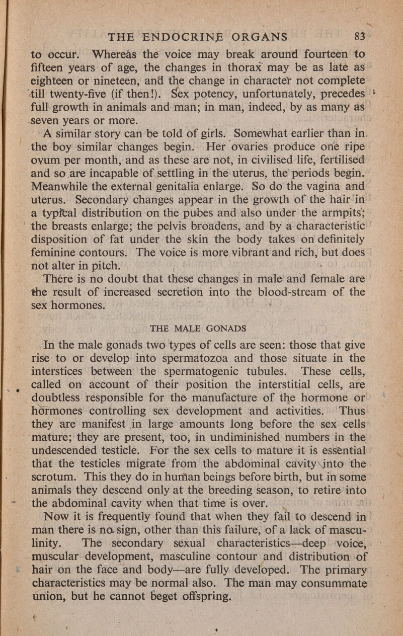 to occur. Whereas the voice may break around fourteen to fifteen years of age, the changes in thorax may be as late as eighteen or nineteen, and the change in character not complete till twenty-five (if then!). Sex potency, unfortunately, precedes 1 full growth in animals and man; in man, indeed, by as many as seven years or more. A similar story can be told of girls. Somewhat earlier than in. the boy similar changes begin. Her ovaries produce ohe ripe ovum per month, and as these are not, in civilised life, fertilised and so are incapable of settling in the uterus, the periods begin. Meanwhile the external genitalia enlarge. So do the vagina and uterus. Secondary changes appear in the growth of the hair in a typfcal distribution on the pubes and also under the armpits; the breasts enlarge; the pelvis broadens, and by a characteristic disposition of fat under the skin the body takes on definitely feminine contours. The voice is more vibrant and rich, but does not alter in pitch. There is no doubt that these changes in male and female are the result of increased secretion into the blood-stream of the sex hormones. the male gonads In the male gonads two types of cells are seen: those that give rise to or develop into spermatozoa and those situate in the interstices between the spermatogenic tubules. These cells, called on account of their position the interstitial cells, are doubtless responsible for the manufacture of the hormone or hormones controlling sex development and activities. Thus they are manifest in large amounts long before the sex cells mature; they are present, too, in undiminished numbers in the undescended testicle. For the sex cells to mature it is essential that the testicles migrate from the abdominal cavity \jnto the scrotum. This they do in human beings before birth, but in some animals they descend only at the breeding season, to retire into the abdominal cavity when that time is over. Now it is frequently found that when they fail to descend in man there is nasign, other than this failure, of a lack of mascu linity. The secondary sexual characteristics—deep voice, muscular development, masculine contour and distribution of hair on the face and body—are fully developed. The primary characteristics may be normal also. The man may consummate union, but he cannot beget offspring.