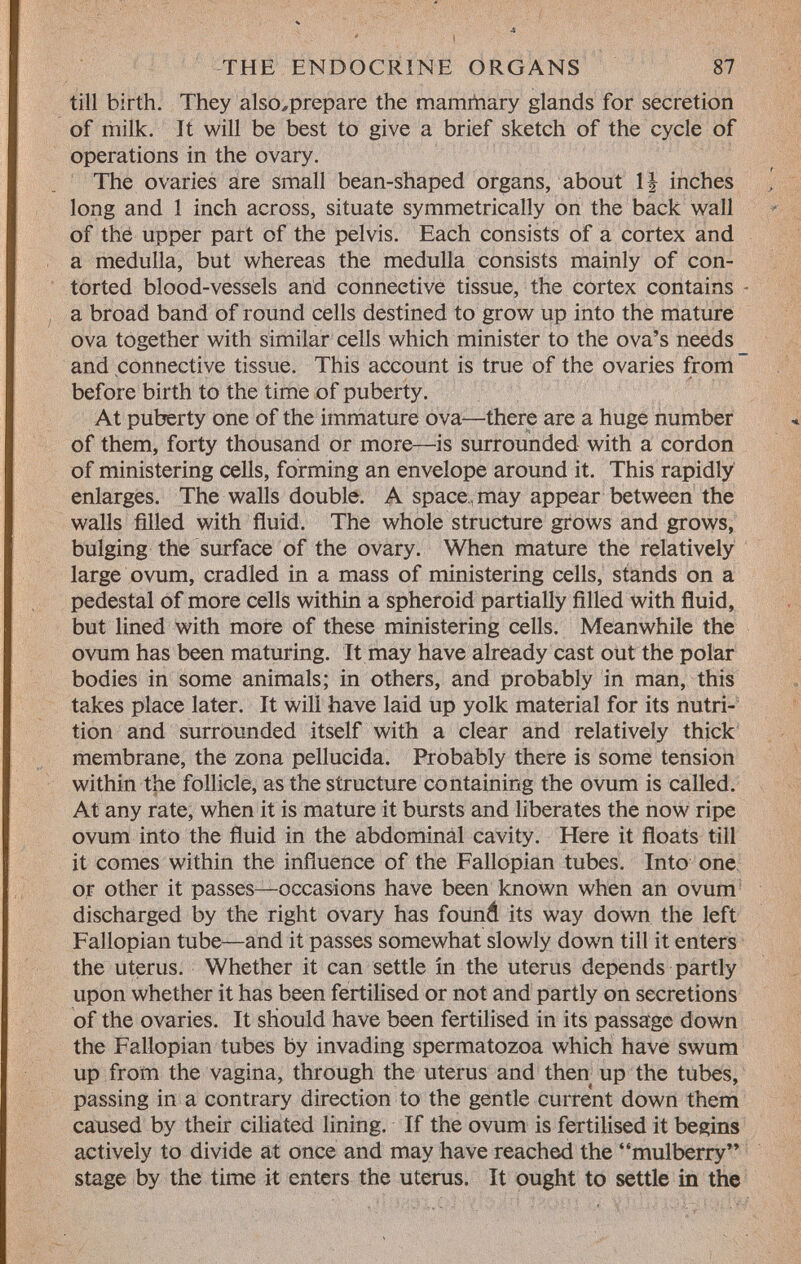 till birth. They also^prepare the mamrtiary glands for secretion of milk. It will be best to give a brief sketch of the cycle of operations in the ovary. The ovaries are small bean-shaped organs, about If inches long and 1 inch across, situate symmetrically on the back wall of the upper part of the pelvis. Each consists of a cortex and a medulla, but whereas the medulla consists mainly of con torted blood-vessels and connective tissue, the cortex contains a broad band of round cells destined to grow up into the mature ova together with similar cells which minister to the ova's needs and connective tissue. This account is true of the ovaries from before birth to the time of puberty. At puberty one of the immature ova—there are a huge number of them, forty thousand or more—is surrounded with a cordon of ministering cells, forming an envelope around it. This rapidly enlarges. The walls double. A space, may appear between the walls filled with fluid. The whole structure grows and grows, bulging the surface of the ovary. When mature the relatively large ovum, cradled in a mass of ministering cells, stands on a pedestal of more cells within a spheroid partially filled with fluid, but lined with more of these ministering cells. Meanwhile the ovum has been maturing. It may have already cast out the polar bodies in some animals; in others, and probably in man, this takes place later. It will have laid up yolk material for its nutri tion and surrounded itself with a clear and relatively thick membrane, the zona pellucida. Probably there is some tension within the follicle, as the structure containing the ovum is called. At any rate, when it is mature it bursts and liberates the now ripe ovum into the fluid in the abdominal cavity. Here it floats till it comes within the influence of the Fallopian tubes. Into one or other it passes—occasions have been known when an ovum discharged by the right ovary has found its way down the left Fallopian tube—and it passes somewhat slowly down till it enters the uterus. Whether it can settle in the uterus depends partly upon whether it has been fertilised or not and partly on secretions of the ovaries. It should have been fertilised in its passage down the Fallopian tubes by invading spermatozoa which have swum up from the vagina, through the uterus and then up the tubes, passing in a contrary direction to the gentle current down them caused by their ciliated lining. If the ovum is fertilised it begins actively to divide at once and may have reached the mulberry stage by the time it enters the uterus. It ought to settle in the