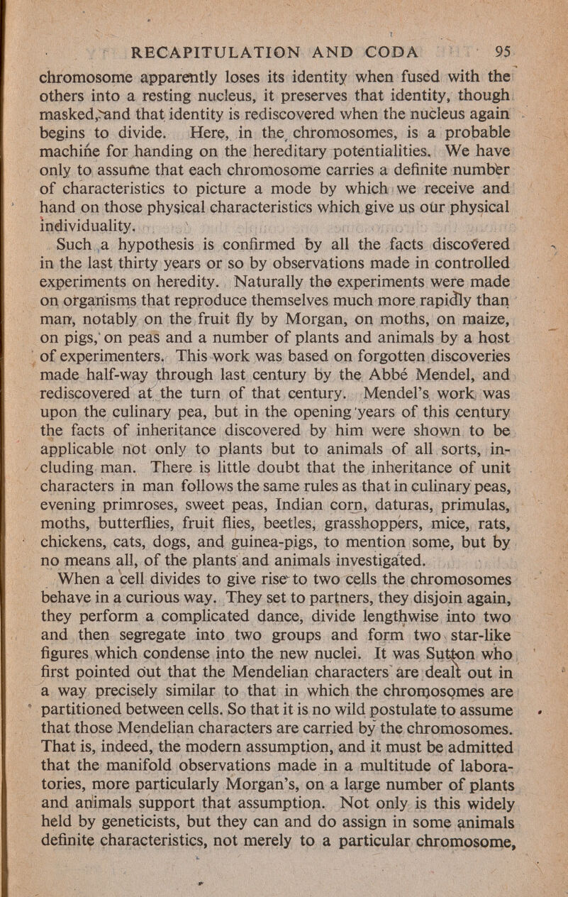 chromosome apparently loses its identity when fused with the others into a resting nucleus, it preserves that identity, though masked,>and that identity is rediscovered when the nucleus again begins to divide. Here, in the chromosomes, is a probable machine for handing on the hereditary potentialities. We have only to assume that each chromosome carries a definite numbfer of characteristics to picture a mode by which we receive and hand on those physical characteristics which give us our physical individuality. Such a hypothesis is confirmed by all the facts discovered in the last thirty years or so by observations made in controlled experiments on heredity. Naturally the experiments were made on organisms that reproduce themselves much more rapiály than man, notably on the fruit fly by Morgan, on moths, on maize, on pigs, on peas and a number of plants and animals by a host of experimenters. This work was based on forgotten discoveries made half-way through last century by the Abbé Mendel, and rediscovered at the turn of that century. Mendel's work was upon the culinary pea, but in the opening 'years of this century the facts of inheritance discovered by him were shown to be applicable not only to plants but to animals of all sorts, in cluding man. There is little doubt that the inheritance of unit characters in man follows the same rules as that in culinary peas, evening primroses, sweet peas, Indian corn, daturas, primulas, moths, butterflies, fruit flies, beetles, grasshoppers, mice, rats, chickens, cats, dogs, and guinea-pigs, to mention some, but by no means all, of the plants and animals investigated. When a cell divides to give rise to two cells the chromosomes behave in a curious way. They set to partners, they disjoin again, they perform a complicated dance, divide lengthwise into two and then segregate into two groups and form two star-like figures which condense into the new nuclei. It was Sutton who first pointed out that the Mendelian characters are dealt out in a way precisely similar to that in which the chromosomes are partitioned between cells. So that it is no wild postulate to assume that those Mendelian characters are carried by the chromosomes. That is, indeed, the modern assumption, and it. must be admitted that the manifold observations made in a multitude of labora tories, more particularly Morgan's, on a large number of plants and animals support that assumption. Not only is this widely held by geneticists, but they can and do assign in some animals definite characteristics, not merely to a particular chromosome,