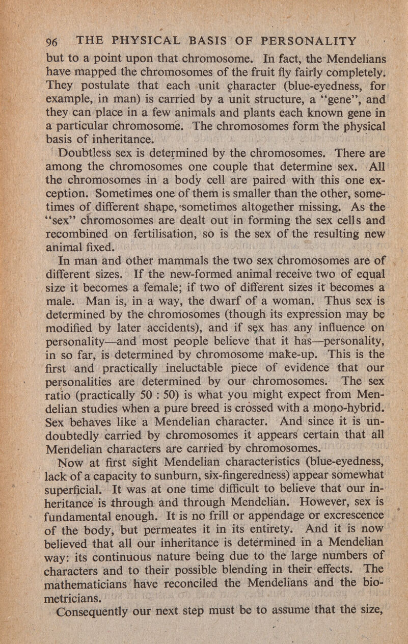 but to a point upon that chromosome. In fact, the Mendelians have mapped the chromosomes of the fruit fly fairly completely. They postulate that each unit çharacter (blue-eyedness, for example, in man) is carried by a unit structure, a gene, and they can place in a few animals and plants each known gene in a particular chromosome. The chromosomes form the physical basis of inheritance. Doubtless sex is determined by the chromosomes. There are among the chromosomes one couple that determine sex. All the chromosomes in a body cell are paired with this one ex ception. Sometimes one of them is smaller than the other, some times of different shape, «sometimes altogether missing. As the sex chromosomes are dealt out in forming the sex cells and recombined on fertilisation, so is the sex of the resulting new animal fixed. In man and other mammals the two sex chromosomes are of different sizes. If the new-formed animal receive two of equal size it becomes a female; if two of different sizes it becomes a male. Man is, in a way, the dwarf of a woman. Thus sex is determined by the chromosomes (though its expression may be modified by later accidents), and if sçx has any influence on personality—and most people believe that it has—personality, in so far, is determined by chromosome make-up. This is the first and practically ineluctable piece of evidence that our personalities are determined by our chromosomes. The sex ratio (practically 50 : 50) is what you might expect from Men- delian studies when a pure breed is crossed with a mono-hybrid. Sex behaves like a Mendelian character. And since it is un doubtedly carried by chromosomes it appears certain that all Mendelian characters are carried by chromosomes. Now at first sight Mendelian characteristics (blue-eyedness, lack of a capacity to sunburn, six-fingeredness) appear somewhat superficial. It was at one time difficult to believe that our in heritance is through and through Mendelian. However, sex is fundamental enough. It is no frill or appendage or excrescence of the body, but permeates it in its entirety. And it is now believed that all our inheritance is determined in a Mendelian way: its continuous nature being due to the large numbers of characters and to their possible blending in their effects. The mathematicians have reconciled the Mendelians and the bio- metricians. Consequently our next step must be to assume that thè size,