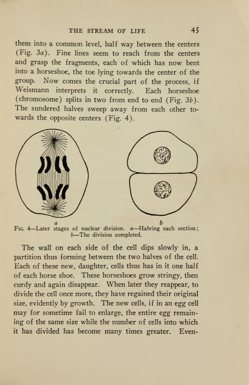 them into a common level, half way between the centers (Fig. 3a). Fine lines seem to reach from the centers and grasp the fragments, each of which has now bent into a horseshoe, the toe lying towards the center of the group. Now comes the crucial part of the process, if Weismann interprets it correctly. Each horseshoe (chromosome) splits in two from end to end (Fig. 3b). The sundered halves sweep away from each other to wards the opposite centers (Fig. 4). b—The division completed. The wall on each side of the cell dips slowly in, a partition thus forming between the two halves of the cell. Each of these new, daughter, cells thus has in it one half of each horse shoe. These horseshoes grow stringy, then curdy and again disappear. When later they reappear, to divide the cell once more, they have regained their original size, evidently by growth. The new cells, if in an egg cell may for sometime fail to enlarge, the entire egg remain ing of the same size while the number of cells into which it has divided has become many times greater. Even