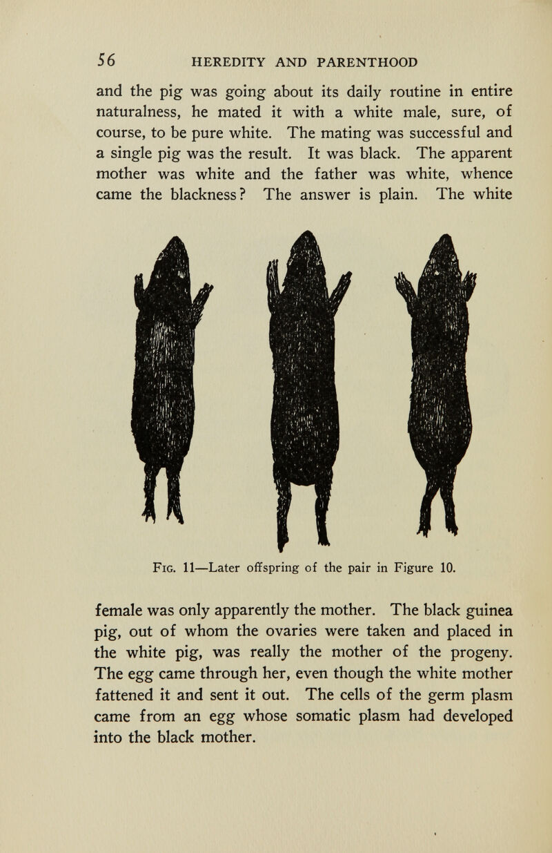 and the pig was going about its daily routine in entire naturalness, he mated it with a white male, sure, of course, to be pure white. The mating was successful and a single pig was the result. It was black. The apparent mother was white and the father was white, whence came the blackness? The answer is plain. The white Fig. 11 —Later offspring of the pair in Figure 10. female was only apparently the mother. The black guinea pig, out of whom the ovaries were taken and placed in the white pig, was really the mother of the progeny. The egg came through her, even though the white mother fattened it and sent it out. The cells of the germ plasm came from an egg whose somatic plasm had developed into the black mother.