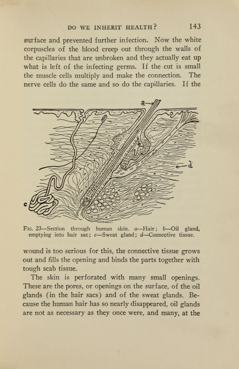 surface and prevented further infection. Now the white corpuscles of the blood creep out through the walls of the capillaries that are unbroken and they actually eat up what is left of the infecting germs. If the cut is small the muscle cells multiply and make the connection. The nerve cells do the same and so do the capillaries. If the wound is too serious for this, the connective tissue grows out and fills the opening and binds the parts together with tough scab tissue. The skin is perforated with many small openings. These are the pores, or openings on the surface, of the oil glands (in the hair sacs) and of the sweat glands. Be cause the human hair has so nearly disappeared, oil glands are not as necessary as they once were, and many, at the
