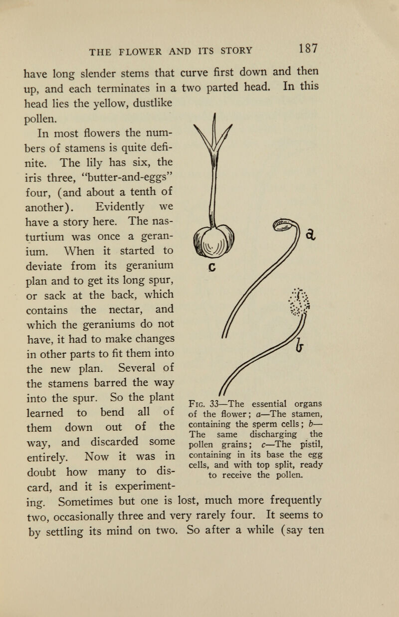 have long slender stems that curve first down and then up, and each terminates in a two parted head. In this head lies the yellow, dustlike pollen. In most flowers the num bers of stamens is quite defi nite. The lily has six, the iris three, butter-and-eggs four, (and about a tenth of another). Evidently we have a story here. The nas turtium was once a geran ium. When it started to deviate from its geranium plan and to get its long spur, or sack at the back, which contains the nectar, and which the geraniums do not have, it had to make changes in other parts to fit them into the new plan. Several of the stamens barred the way into the spur. So the plant learned to bend all of them down out of the way, and discarded some entirely. Now it was in doubt how many to dis card, and it is experiment ing. Sometimes but one is lost, much more frequently two, occasionally three and very rarely four. It seems to by settling its mind on two. So after a while (say ten F ig . 33—The essential organs of the flower; a—The stamen, containing the sperm cells ; b— The same discharging the pollen grains ; c—The pistil, containing in its base the egg cells, and with top split, ready to receive the pollen.