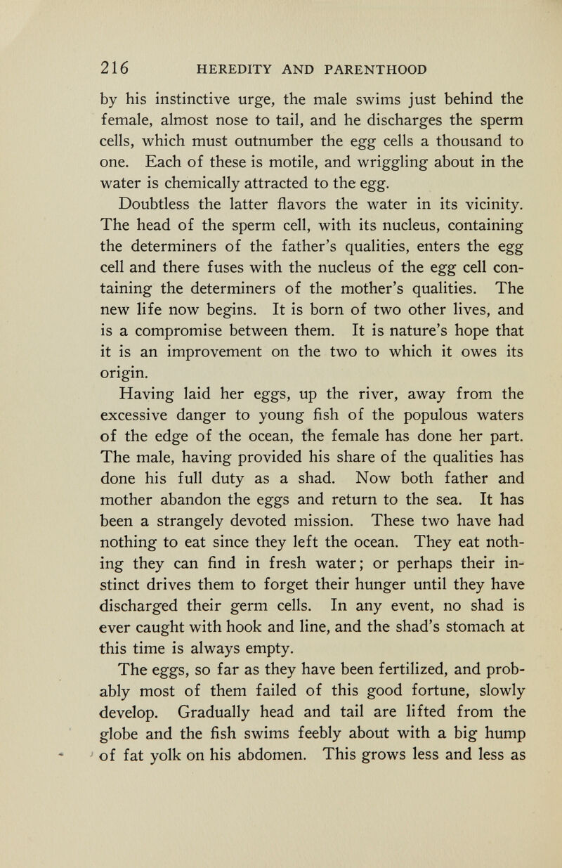 by his instinctive urge, the male swims just behind the female, almost nose to tail, and he discharges the sperm cells, which must outnumber the egg cells a thousand to one. Each of these is motile, and wriggling about in the water is chemically attracted to the egg. Doubtless the latter flavors the water in its vicinity. The head of the sperm cell, with its nucleus, containing the determiners of the father's qualities, enters the egg cell and there fuses with the nucleus of the egg cell con taining the determiners of the mother's qualities. The new life now begins. It is born of two other lives, and is a compromise between them. It is nature's hope that it is an improvement on the two to which it owes its origin. Having laid her eggs, up the river, away from the excessive danger to young fish of the populous waters of the edge of the ocean, the female has done her part. The male, having provided his share of the qualities has done his full duty as a shad. Now both father and mother abandon the eggs and return to the sea. It has been a strangely devoted mission. These two have had nothing to eat since they left the ocean. They eat noth ing they can find in fresh water; or perhaps their in stinct drives them to forget their hunger until they have discharged their germ cells. In any event, no shad is ever caught with hook and line, and the shad's stomach at this time is always empty. The eggs, so far as they have been fertilized, and prob ably most of them failed of this good fortune, slowly develop. Gradually head and tail are lifted from the globe and the fish swims feebly about with a big hump of fat yolk on his abdomen. This grows less and less as