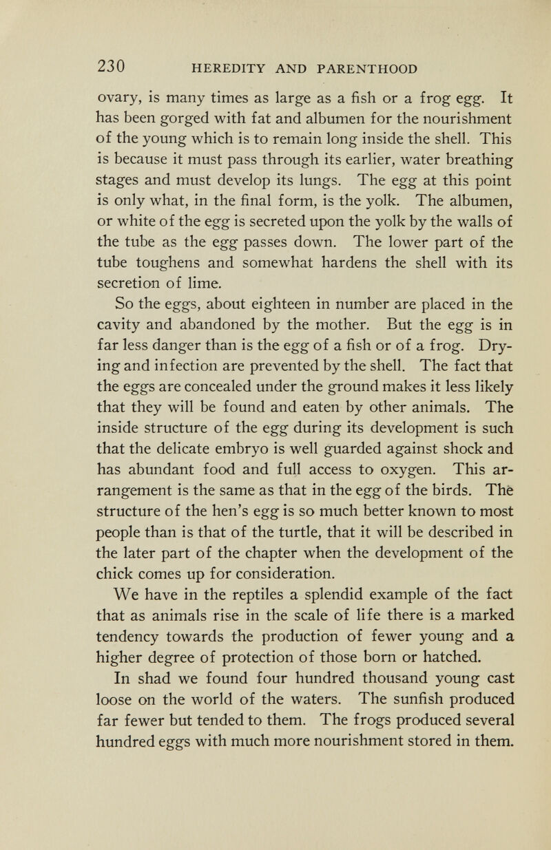 ovary, is many times as large as a fish or a frog egg. It has been gorged with fat and albumen for the nourishment of the young which is to remain long inside the shell. This is because it must pass through its earlier, water breathing stages and must develop its lungs. The egg at this point is only what, in the final form, is the yolk. The albumen, or white of the egg is secreted upon the yolk by the walls of the tube as the egg passes down. The lower part of the tube toughens and somewhat hardens the shell with its secretion of lime. So the eggs, about eighteen in number are placed in the cavity and abandoned by the mother. But the egg is in far less danger than is the egg of a fish or of a frog. Dry ing and infection are prevented by the shell. The fact that the eggs are concealed under the ground makes it less likely that they will be found and eaten by other animals. The inside structure of the egg during its development is such that the delicate embryo is well guarded against shock and has abundant food and full access to oxygen. This ar rangement is the same as that in the egg of the birds. Thè structure of the hen's egg is so much better known to most people than is that of the turtle, that it will be described in the later part of the chapter when the development of the chick comes up for consideration. We have in the reptiles a splendid example of the fact that as animals rise in the scale of life there is a marked tendency towards the production of fewer young and a higher degree of protection of those born or hatched. In shad we found four hundred thousand young cast loose on the world of the waters. The sunfish produced far fewer but tended to them. The frogs produced several hundred eggs with much more nourishment stored in them.