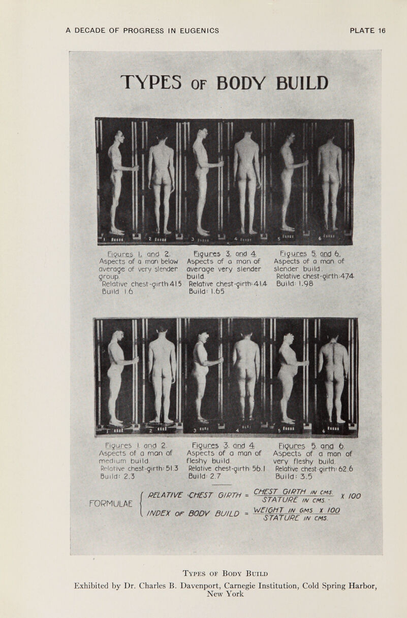 A DECADE OF PROGRESS IN EUGENICS PLATE 16 TYPES of BODY BUILD Figures L and 2, Aspects of a man below average of very slender group. Relative chest-girth4l5 Build I 6 Figures 3. and 4, Aspects of o man of average very slender build Relative chest-girth-41.4 Build : 1.65 Figures 5. oad 6, Aspects of a man of slender build. Relative chest-girth-474 Builds 1.98 Figures I- and 2. Aspects of a man of medium build Relative chest-girth; 51.3 Build-' 2.3 Fig ures 3. and é Aspects of a man of fleshy build Relative chest-girth 56.1 Builds 2.7 Fig ure s 5. and 6. Aspects of a man of very fleshy build Relative chest-girth; 62.6 Build'- 3.5 FORMULAE RELATIVE -CHEST GIRTH = INDEX OF BODY BUILD CHEST GIRTH in cms. STATURE IN CMS 7 WEIGHT JN GM s X 100 - SJATURL ¡N CMS X too T ypes of B ody B uild Exhibited by Dr. Charles B. Davenport, Carnegie Institution, Cold Spring Harbor, New York