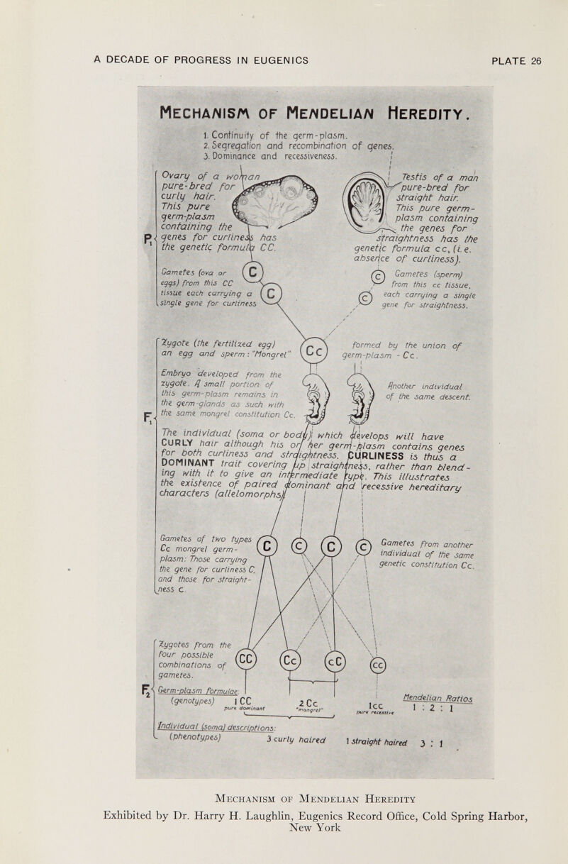 Mechanism of Memdeuan Heredity 1. Continuity of 1he germ-plasm. 2. Segregation and recombination of genes. 3. Dominance and recessivene-ss. ' Ovary of a wo/pan pure.-bred for curly hair. This pure yerm-plasm containing the p ì genes for curlines 1 the genetic formulh '■ SSk ; v . has CC. Gametes (ova or ( C eggs) from this CC tissue each carrying a ( C single gene for curliness Testis of a man pu re-bred for straight hair. This pure germ- plasm containing the genes for straightness has the genet¡C formula cc,(i.e. absence of curliness). Gametes (sperm) from this cc tissue, each carrying a single gene for straightness. © f; Zygote (the fertilized egg) an egg and sperm : Mongrel  Embryo developed from the ■Zygote, fl small portion of this germ-plasm remains in the germ-glands as such with the same mongrel constitution Cc Cc. formed by the union of germ-plasm - Cc. Another indi vidual of the same descent The individual (soma or body)', which Develops will have CURLY hair although his orí her gerrri-fa/asm contains genes for both curliness and strdightness. CURLINESS is thus a DOMINANT trait covering bp straighsness, rather than blend ing with it to give an intermediate fypk ■ This illustrates the existence of paired dominant and recessive hereditary characters (allelomorphs) I Gametes of two types t Cc mongrel germ- \ v* plasm: Those carrying the gene for curliness C. and those for straight ness c. é ©Gametes from another individual of the same / ; genetic constitution Cc. V Zygotes from the four possible combinations of ' gametes. Germ-Piasm formulae , (genotypes) I CC purt dominant © tlendeiian Ra tios I : 2 ; l Individual (soma! description s ■ (Phänotypes) 3 curly haired I straight haired 3: 1 M echanism or M endelian H eredity Exhibited by Dr. Harry H. Laughlin, Eugenics Record Office, Cold Spring Harbor, New York