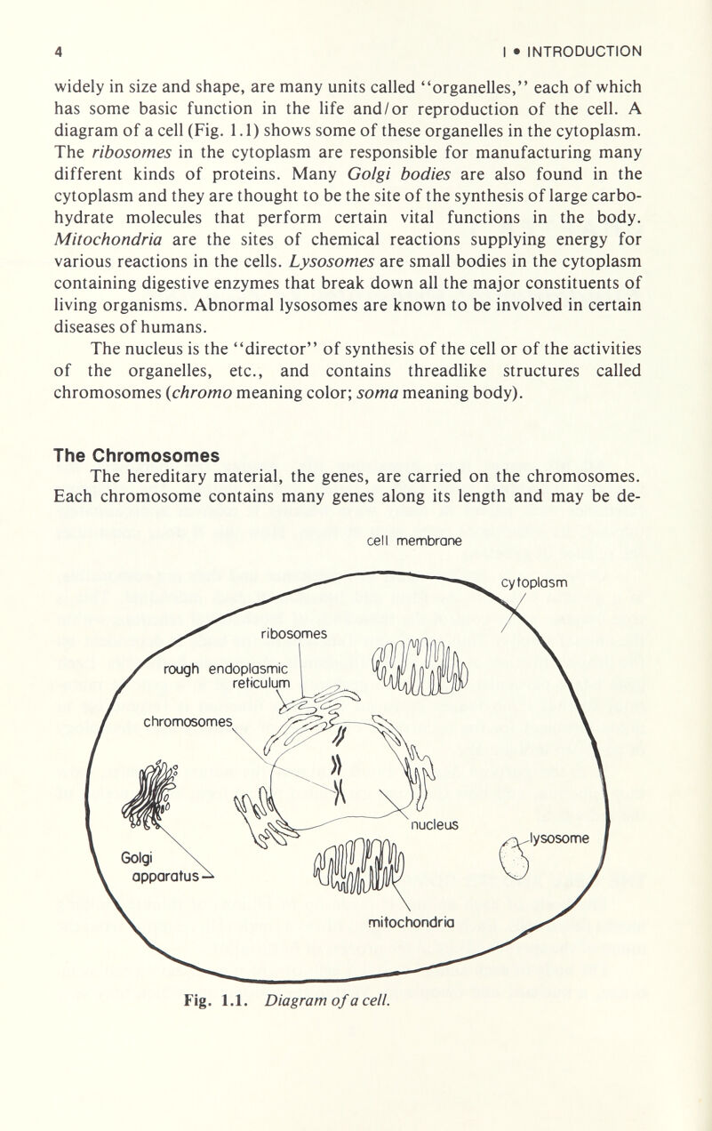 4 I • INTRODUCTION widely in size and shape, are many units called organelles, each of which has some basic function in the life and/or reproduction of the cell. A diagram of a cell (Fig. 1.1) shows some of these organelles in the cytoplasm. The ribosomes in the cytoplasm are responsible for manufacturing many different kinds of proteins. Many Golgi bodies are also found in the cytoplasm and they are thought to be the site of the synthesis of large carbo¬ hydrate molecules that perform certain vital functions in the body. Mitochondria are the sites of chemical reactions supplying energy for various reactions in the cells. Lysosomes are small bodies in the cytoplasm containing digestive enzymes that break down all the major constituents of living organisms. Abnormal lysosomes are known to be involved in certain diseases of humans. The nucleus is the director of synthesis of the cell or of the activities of the organelles, etc., and contains threadlike structures called chromosomes {chromo meaning color; soma meaning body). The Chromosomes The hereditary material, the genes, are carried on the chromosomes. Each chromosome contains many genes along its length and may be de- cell membrane