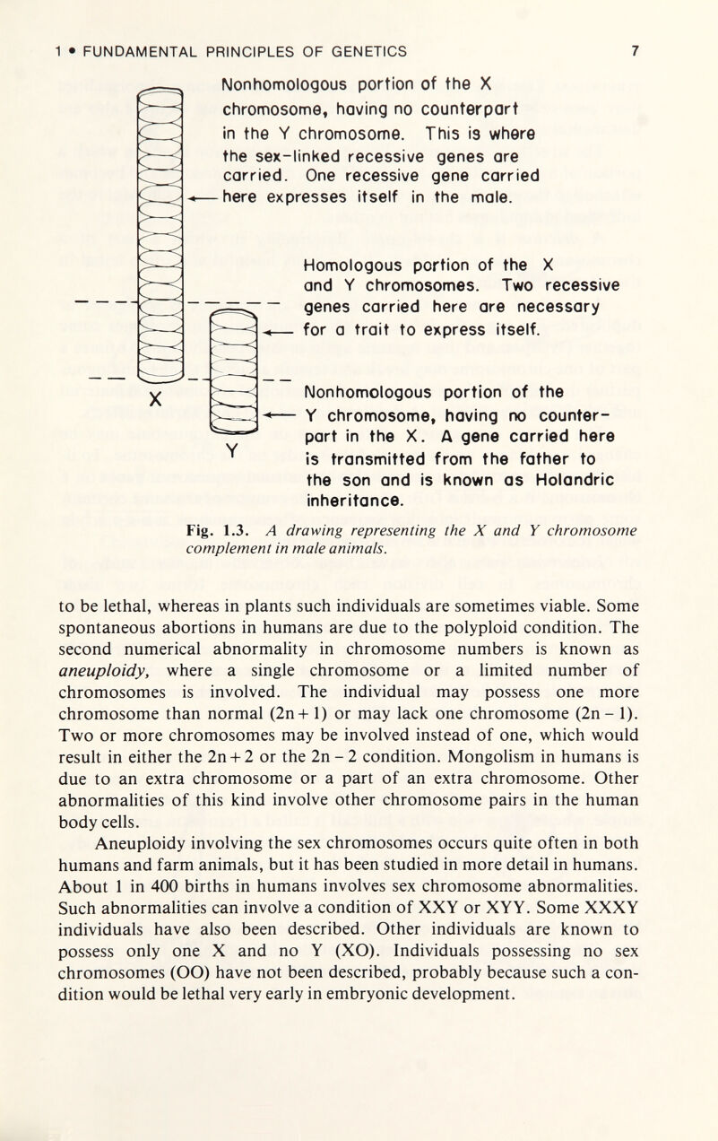 1 • FUNDAMENTAL PRINCIPLES OF GENETICS 7 Nonhomologous portion of the X chromosome, having no counterpart in the Y chromosome. This is where the sex-linked recessive genes are carried. One recessive gene carried here expresses itself in the male. Homologous portion of the X and Y chromosomes. Two recessive genes carried here are necessary for a trait to express itself. Nonhomologous portion of the Y chromosome, having no counter¬ part in the X. A gene carried here is transmitted from the father to the son and is Known as Holandric inheritance. Fig. 1.3. A drawing representing the X and Y chromosome complement in male animals. to be lethal, whereas in plants such individuals are sometimes viable. Some spontaneous abortions in humans are due to the polyploid condition. The second numerical abnormality in chromosome numbers is known as aneuploidy, where a single chromosome or a limited number of chromosomes is involved. The individual may possess one more chromosome than normal (2n+ 1) or may lack one chromosome (2n - 1). Two or more chromosomes may be involved instead of one, which would result in either the 2n + 2 or the 2n - 2 condition. Mongolism in humans is due to an extra chromosome or a part of an extra chromosome. Other abnormahties of this kind involve other chromosome pairs in the human body cells. Aneuploidy involving the sex chromosomes occurs quite often in both humans and farm animals, but it has been studied in more detail in humans. About 1 in 400 births in humans involves sex chromosome abnormalities. Such abnormalities can involve a condition of XXY or XYY. Some XXXY individuals have also been described. Other individuals are known to possess only one X and no Y (XO). Individuals possessing no sex chromosomes (OO) have not been described, probably because such a con¬ dition would be lethal very early in embryonic development.