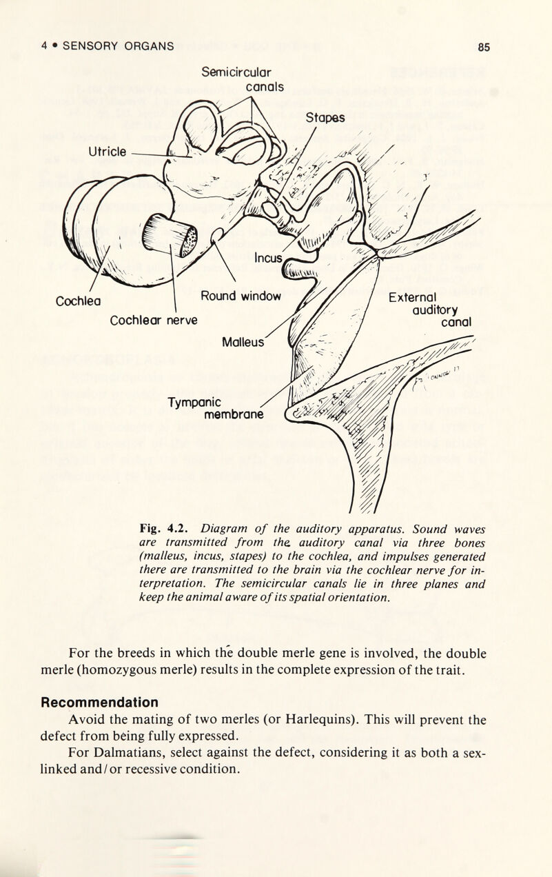 4•SENSORY ORGANS 85 Semicircular canals Stapes Utricle Cochlea Tympanic ^ iv- membrane Fig. 4.2. Diagram of the auditory apparatus. Sound waves are transmitted from the. auditory canal via three bones (malleus, incus, stapes) to the cochlea, and impulses generated there are transmitted to the brain via the cochlear nerve for in¬ terpretation. The semicircular canals lie in three planes and keep the animal aware of its spatial orientation. For the breeds in which the double merle gene is involved, the double merle (homozygous merle) results in the complete expression of the trait. Recommendation Avoid the mating of two merles (or Harlequins). This will prevent the defect from bêing fully expressed. For Dalmatians, select against the defect, considering it as both a sex- linked and/or recessive condition.