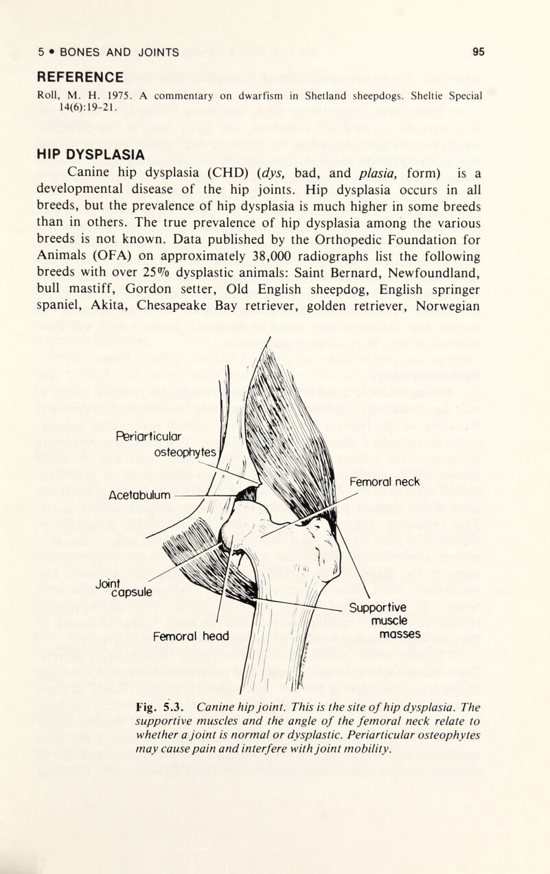 5 • BONES AND JOINTS 95 REFERENCE Roll, M. H. 1975. A commentary on dwarfism in Shetland sheepdogs. Sheltie Special 14(6): 19-21. HIP DYSPLASIA Canine hip dysplasia (CHD) {dys, bad, and plasia, form) is a developmental disease of the hip joints. Hip dysplasia occurs in all breeds, but the prevalence of hip dysplasia is much higher in some breeds than in others. The true prevalence of hip dysplasia among the various breeds is not known. Data published by the Orthopedic Foundation for Animals (OFA) on approximately 38,000 radiographs list the following breeds with over 25% dysplastic animals: Saint Bernard, Newfoundland, bull mastiff, Gordon setter. Old English sheepdog, English springer spaniel, Akita, Chesapeake Bay retriever, golden retriever, Norwegian Jo Supportive muscle masses Femoral neck Fig. 5.3. Canine hip joint. This is the site of hip dysplasia. The supportive muscles and the angle of the femoral neck relate to whether a joint is normal or dysplastic. Periarticular osteophytes may cause pain and interfere with joint mobility.