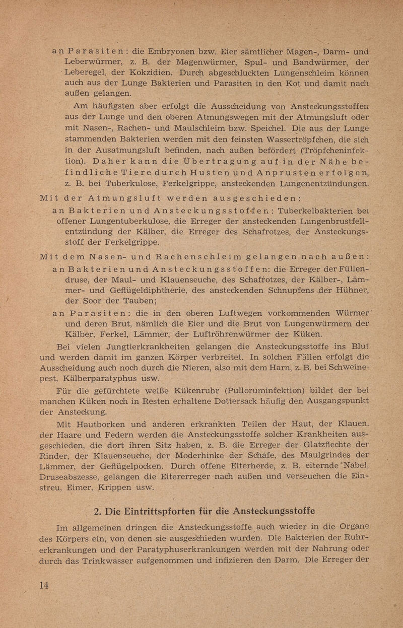 an Parasiten; die Embryonen bzw. Eier sämtlicher Magen-, Darm- und Leberwürmer, z. B. der Magenwürmer, Spul- und Bandwürmer, der Leberegel, der Kokzidien. Вигф abgeschluckten Lungenschleim können auch aus der Lunge Bakterien und Parasiten in den Kot und damit nach außen gelangen. Am häufigsten aber erfolgt die Ausscheidung von Ansteckungsstoffeii aus der Lunge und den oberen Atmungswegen mit der Atmungsluft oder mit Nasen-, Rachen- und Maulschleim bzw. Speichel. Die aus der Lunge stammenden Bakterien werden mit den feinsten Wassertröpfchen, die sich in der Ausatmungsluft befinden, nach außen befördert (Tröpfcheninfek¬ tion). Daher kann die Übertragung auf in der Nähe be¬ findliche Tiere durch Husten und Anprusten erfolgen, z. B. bei Tuberkulose, Ferkelgrippe, ansteckenden Lungenentzündungen. Mit der Atmungsluft werden ausgeschieden: an Bakterien und Ansteckungsstof-.fen: Tuberkelbakterien bei , offener Lungentuberkulose, die Erreger der ansteckenden Lungenbrustfell¬ entzündung der Kälber, die Erreger des Schafrotzes, der Ansteckungs¬ stoff der Ferkelgrippe. Mit dem Nasen- und Rachenschleim gelangen nach auß en : an Bakterien und Ansteckungsstoffen: die Erreger der Füllen¬ druse, der Maul- und Klauenseuche, des Schafrotzes, der Kälber-, Läm¬ mer- und Geflügeldiphtherie, des ansteckenden Schnupfens .der Hühner, der Soor der Tauben; an Parasiten: die in den oberen Luftwegen vorkommenden Würmer' und deren Brut, nämlich die Eier und die Brut von Lungenwürmern der Kälber, Ferkel, Lämmer, der Luftröhrenwürmer der Küken. Bei vielen Jungtierkrankheiten gelangen die Ansteckungsstoffe ins Blut und werden damit im ganzen Körper verbreitet. In solchen Fällen erfolgt die Ausscheidung auch noch durch die Nieren, also mit dem Harn, z. B. bei Schweine¬ pest, Kälberparatyphus usw. Für die gefürchtete weiße Kükenruhr (Pulloruminfektion) bildet der bei manchen Küken noch in Resten erhaltene Dottersack häufig den Ausgangspunkt der Ansteckung. Mit Hautborken und anderen erkrankten Teilen der Haut, der Klauen, der Haare und Federn werden die Ansteckungsstoffe solcher Krankheiten aus¬ geschieden, die dort ihren Sitz haben, z. B. die Erreger der Glat-zflechte der Rinder, der Klauenseuche, der Moderhinke der Schafe, des Maulgrindes der Lämmer, der Geflügelpocken. Durch offene Eiterherde, z. B. eiternde'Nabel, Druseabszesse, gelangen die Eitererreger nach außen und verseuchen die Ein¬ streu, Eimer, Krippen usw. 2. Die Eintrittspforten für die Ansteckungsstoffe Im allgemeinen dringen die Ansteckungsstoffe auch wieder in die Organe des Körpers ein, von denen sie ausgeschieden wurden. Die Bakterien der Ruhr¬ erkrankungen und der Paratyphuserkrankungen werden mit der Nahrung oder durch das Trinkwasser aufgenommen und infizieren den Darm. Die Erreger der 14