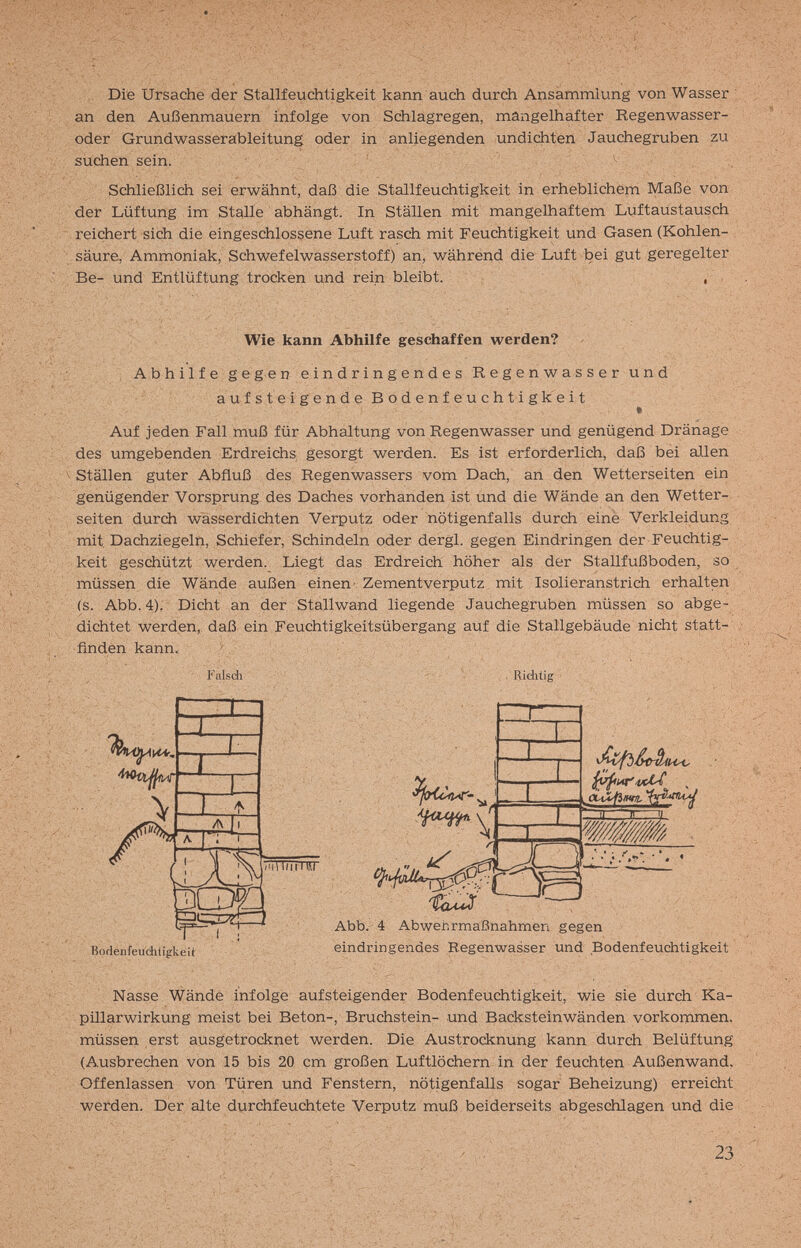 . Die Ursache der Stallfeuchtigkeit kann auch durch Ansammlung von Wasser an den Außenmauern infolge von Schlagregen, mangelhafter Regenwasser¬ oder Grundwasserableitung oder in anliegenden undiфten Jauchegruben zu suchen sein. ^ Schließlich sei erwähnt, daß die Stallfeuchtigkeit in erheblichem Maße von der Lüftung im Stalle abhängt. In Ställen mit mangelhaftem Luftaustausch . reichert sich die eingeschlossene Luft rasch mit Feuchtigkeit und Gasen (Kohlen¬ säure, Ammoniak, Schwefelwasserstoff) an, während die Luft bei gut geregelter Be- und Entlüftung trocken und rein bleibt. , , Wie kann Abhilfe geschaffen werden? Abhilfe gegen eindringendes Regen wasser und aufsteigende Bodenfeuchtigkeit » Auf jeden Fall muß für Abhaltung von Regen wasser und genügend Dränage des umgebenden Erdreichs gesorgt werden. Es ist erforderlich, daß bei allen Ställen guter Abfluß des Regenwassers vom Dach, an den Wetterseiten ein genügender Vorsprung des Daches vorhanden ist und die Wände an den Wetter¬ seiten durch wasserdichten Verputz oder nötigenfalls durch eine Verkleidung mit Dachziegeln, Schiefer, Schindeln oder dergl. gegen Eindringen der Feuchtig¬ keit geschützt werden. Liegt das Erdreich höher als der Stallfußboden, so müssen die Wände außen einen- Zementverputz mit Isolieranstrich erhalten (s. Abb. 4). Dicht an der Stallwand liegende Jauchegruben müssen so abge¬ dichtet werden, daß ein Feuchtigkeitsübergang auf die Stallgebäude nicht statt¬ finden kann, ' Falsdi Richtig dafbim. T- Bodenfeuditi gke i t Abb.- 4 Abwehrmaßnahmen gegen eindringendes Regenwasser und .Bodenfeuchtigkeit Nasse Wände infolge aufsteigender Bodenfeuchtigkeit, wie sie durch Ka¬ pillarwirkung meist bei Beton-, Bruchstein- und Backstein wänden vorkommen, müssen erst ausgetrocknet werden. Die Austrocknung kann durch Belüftung (Ausbrechen von 15 bis 20 cm großen Luftlöchern in der feuchten Außenwand, Offenlassen von Türen und Fenstern, nötigenfalls sogar Beheizung) erreicht werden. Der alte durchfeuchtete Verputz muß beiderseits abgeschlagen und die 23