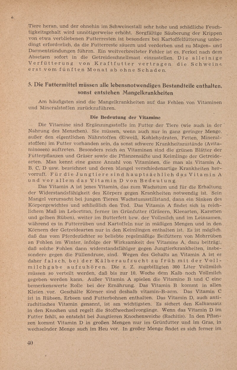 Tiere heran, und der ohnehin im Schweinestall sehr hohe und schâdlichè Feuch¬ tigkeitsgehalt wird unnötigerweise erhöht. Sorgfältige Säuberung der Krippen von etwa verbliebenen Futterresten ist besonders bei Kartoffelfütterung unbe¬ dingt erforderlich, da die Futterreste säuern und verderben und zu Magen- unîj Darmentzündungen führen. Ein weitverbreiteter Fehler ist es, Ferkel nach dem Absetzen sofort in die Getreideschnellmast einzustellen. Die alleinige Verfütterung von Kraftfutter vertragen die Schweine erst vom fünften Monat ab ohne Schaden. 5. Die Futtermittel müssen alle lebensnotwendigen Bestandteile enthalten, sonst entstehen Mangelkrankheiten Am häufigsten sind die Mangelkrankheiten auf das Fehlen von Vitaminen und Mineralstoffen zurüdczuführen. Die Bedeutung der Vitamine Die Vitamine sind Ergänzungsstoffe im Futter der Tiere (wie auch in der Nahrung des Menschen). Sie müssen, wenn auch nur in ganz geringer Menge, außer den eigentlichen Nährstoffen (Eiweiß, Kohlehydraten, Fetten, Minerale Stoffen) im Futter vorhanden sein, da sonst schwere Krankheitszustände (Avita- minosen) auftreten. Besonders reich an Vitaminen sind die grünen Blätter der Futterpflanzen und Gräser sowie die Pflanzensäfte und Keimlinge der Getreide¬ arten. Man kennt eine ganze Anzahl von Vitaminen, die man als Vitamin A, B, C, D usw. bezeichnet und deren Mangel verschiedenartige Krankheiten her¬ vorruft. Für die Jungtiere sind hauptsächlich das Vitamin A und vor allem das Vitamin D von Bedeutung. Das Vitamin A ist jenes Vitamin, das zum Wachstum und für die Erhaltung der Widerstandsfähigkeit des Körpers gegen Krankheiten notwendig ist. Sein Mangel verursacht bei jungen Tieren Wachstumsstillstand, dann ein Sinken des Körpergewichtes und schließlich den Tod. Das Vitamin A findet sich in reich¬ lichem Maß im Lebertran, ferner im Grünfutter (Gräsern, Kleearten, Karotten und gelben Rüben), weiter im Butterfett bzw. der Vollmilch und im Leinsamen, während es in Futterrüben und Kartoffeln nur in mäßigen Mengen und in den Körnern der Getreidearten nur in den Keimlingen enthalten ist. Es ist möglich, daß das vom Pferdezüchter so beliebte regelmäßige Beifüttern von Mohrrüben an Fohlen im Winter, infolge der Wirksamkeit des Vitamins A, dazu beiträgc, daß solche Fohlen dann widerstandsfähiger gegen Jungtierkrankheiten, insbe¬ sondere gegen die Füllendruse, sind. Wegen des Gehalts an Vitamin A ist es daher falsch, bei der Kälberaufzucht zu früh mit der Vо 11 - milchgabe aufzuhören. Die z. Z. zugebilligten 300 Liter Vollmilch müssen so verteilt werden, daß bis zur 10. Woche dem Kalb noch Vollmilch gegeben werden kann. Außer Vitamin А spielen die Vitamine В Und С eine bemerkenswerte Rolle bei der Ernährung. Das Vitamin В kommt in allen Kleien vor. Geschälte Körner sind deshalb vitamin-B-arm. Das Vitamin С ist in Rübsen, Erbsen und Futterbohnen enthalten. Das Vitamin D, auch anti¬ rachitisches Vitamin genannt, ist am wichtigsten. Es sichert den Kalkansatz in den Knochen und regelt die Stoffwechselvorgänge. Wenn das Vitamin D im Futter fehlt, so entsteht bei Jungtieren Knochenweiche (Rachitis). In den Pflan¬ zen kommt Vitamin D in großen Mengen nur im Grünfutter und im Gras, in wechselnder Menge auch im Heu vor. In großer Menge findet es sich ferner im