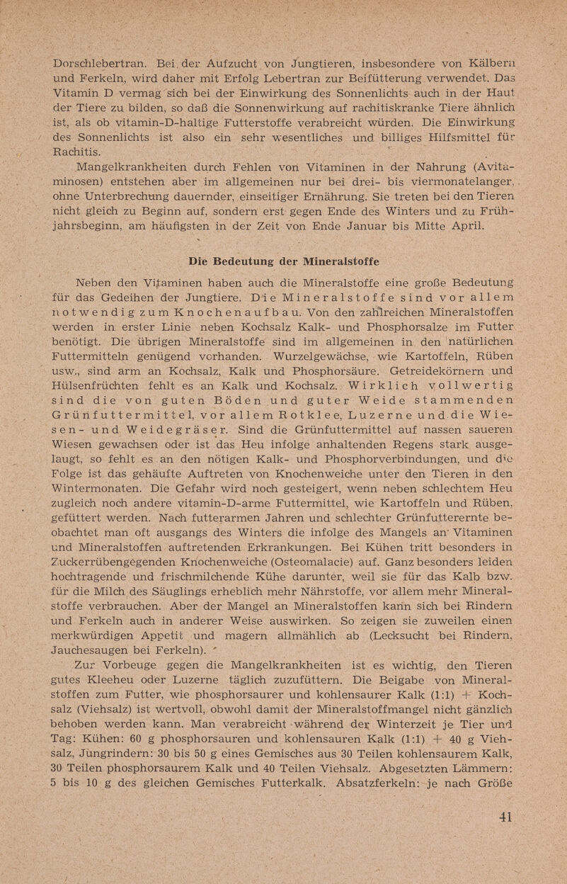 Dorschlebertran. Bei. der Aufzucht von Jungtieren, insbesondere von Kälbern und Ferkeln, wird daher mit Erfolg Lebertran zur Beifütterung verwendet. Das Vitamin D vermag sich bei der Einwirkung des Sonnenlichts auch in der Haut der Tiere zu bilden, so daß die Sonnenwirkung auf rachitiskranke Tiere ähnlich . ist, als ob vitamin-D-haltige Futterstoffe verabreicht würden. Die Einwirkung des Sonnenlichts ist also ein sehr wesentliches und billiges Hilfsmittel für Rachitis. Mangelkrankheiten durch Fehlen von Vitaminen in der Nahrung (Avita- minosen) entstehen aber im allgemeinen nur bei drei- bis viermonatelanger, ohne Unterbrechung dauernder, einseitiger Ernährung. Sie treten bei den Tieren nicht gleich zu Beginn auf, sondern erst' gegen Ende des Winters und zu Früh¬ jahrsbeginn, am häufigsten in der Zeit von Ende Januar bis Mitte April. Die Bedeutung der Mineralstoffe Neben den Vitaminen haben auch die Mineralstoffe eine große Bedeutung für das Gedeihen der Jungtiere. D'i e Mineralstoffe sind vor allem notwendig zum Knochenaufbau. Von den zahlreichen Mineralstoffen werden in erster Linie neben Kochsalz Kalk- und Phosphorsalze im Futter benötigt. Die übrigen Mineralstoffe sind im allgemeinen in den natürlichen Futtermitteln genügend vorhanden. Wurzelgewächse, wie Kartoffeln, Rüben usw., sind arm an Kochsalz, Kalk und Phosphorsäure. Getreidekörnern und Hülsenfrüchten fehlt es an Kalk und Kochsalz. Wirklich vollwertig sind die von guten Böden und guter Weide stammenden Grürifuttermittel, vor allem Rotklee, Luzerne und -die Wie¬ sen- und Weidegräser. Sind die Grünfuttermittel auf nassen saueren Wiesen gewachsen oder ist das Heu infolge anhaltenden Regens stark ausge¬ laugt, so fehlt es an den nötigen Kalk- und Phosphorverbindungen, und die Folge ist das gehäufte Auftreten von Knochenweiche unter den Tieren in den Wintermonaten. Die Gefahr wird noch gesteigert, wenn neben schlechtem Heu zugleich noch andere vitamin-D-arme Futtermittel, wie Kartoffeln und Rüben, gefüttert werden. Nach futterarmen Jahren und schlechter Grünfutterernte be¬ obachtet man oft ausgangs des Winters die infolge des Mangels an' Vitaminen und Mineralstoffen auftretenden Erkrankungen. Bei Kühen tritt besonders in Zuckerrübengegenden Knochenweiche (Osteomalacie) auf. Ganz besonders leiden hochtragende und frischmilchende Kühe darunter, weil sie für das Kalb bzw. für die Milch des Säuglings erheblich mehr Nährstoffe, vor allem mehr Mineral¬ stoffe verbrauchen. Aber der Mangel an Mineralstoffen kann sich bei Rindern und Ferkeln auch in anderer Weise auswirken. So zeigen sie zuweilen einen merkwürdigen Appetit und magern allmählich ab (Lecksucht bei Rindern, Jauchesaugen bei Ferkeln). ' Zur Vorbeuge gegen die Mangelkrankheiten ist es wichtig, den Tieren gutes Kleeheu oder Luzerne täglich zuzufüttern. Die Beigabe von Mineral¬ stoffen zum Futter, wie phosphorsaurer und kohlensaurer Kalk (1:1) + Koch¬ salz (Viehsalz) ist Wertvoll, obwohl damit der Mineralstoffmangel nicht gänzlich behoben werden kann. Man verabreicht während dey Winterzeit je Tier und Tag; Kühen: 60 g phosphorsauren und kohlensauren Kalk (1:1) + 40 g Vieh¬ salz, Jüngrindern: 30 bis 50 g eines Gemisches aus 30 Teilen kohlensaurem Kalk, 30 Teilen phosphorsaurem Kalk und 40 Teilen Viehsalz. Abgesetzten Lämmern; 5 bis 10 g des gleichen Gemisches Futterkalk. Absatzferkeln; je nach Größe 41
