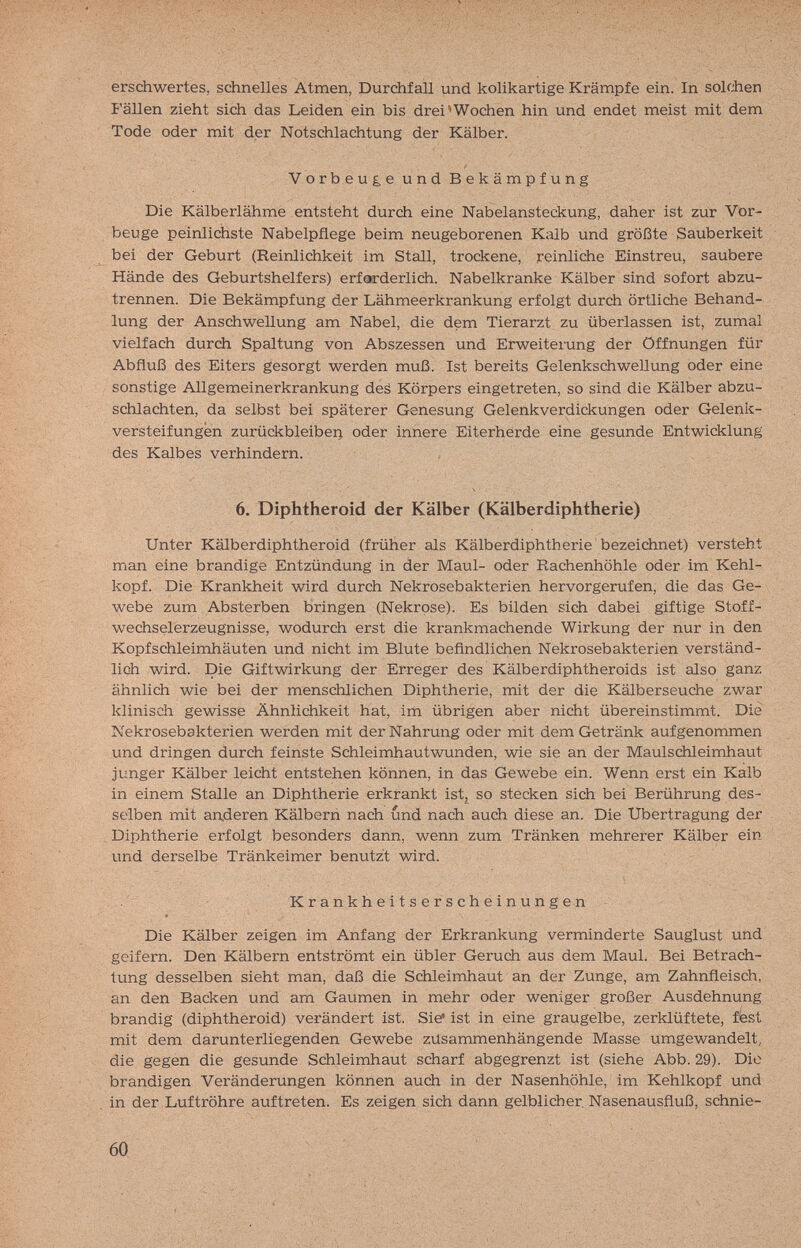 erschwertes, schnelles Atmen, Durchfall und kolikartige Krämpfe ein. In solfiien FäHen zieht sich das Leiden ein bis drei'Wochen hin und endet meist mit dem Tode oder mit der Notschlachtung der Kälber. V о r b e u £ e u n d В e к ä m p f u n g Die Kälberlähme entsteht durch eine Nabelansteckung, daher ist zur Vor¬ beuge peinlichste Nabelpflege beim neugeborenen Kalb und größte Sauberkeit bei der Geburt (Reinlichkeit im Stall, trockene, reinliche Einstreu, saubere Hände des Geburtshelfers) erforderlich. Nabelkranke Kälber sind sofort abzu¬ trennen. Die Bekämpfung der Lähmeerkrankung erfolgt durdi örtliche Behand¬ lung der Anschwellung am Nabel, die dem Tierarzt zu überlassen ist, zumal vielfach durch Spaltung von Abszessen und Erweiterung der Offnungen für Abfluß des Eiters gesorgt werden muß. Ist bereits GelenkschweUung oder eine sonstige Allgemeinerkrankung des Körpers eingetreten, so sind die Kälber abzu¬ schlachten, da selbst bei späterer Genesung Gelenkverdickungen oder Gelenk¬ versteifungen zurückbleiben oder innere Eiterherde eine gesunde Entwicklung des Kalbes verhindern. 6. Diphtheroid der Kälber (Kälberdiphtherie) Unter Kälberdiphtheroid (früher als Kälberdiphtherie bezeichnet) versteht man eine brandige Entzündung in der Maul- oder Rachenhöhle oder im Kehl¬ kopf. Die Krankheit wird durch Nekrosebakterien hervorgerufen, die das Ge¬ webe zum Absterben bringen (Nekrose). Es bilden sich dabei giftige Stoff¬ wechselerzeugnisse, wodurch erst die krankmachende Wirkung der nur in den Kopfschleimhäuten und nicht im Blute befindlichen Nekrosebakterien verständ¬ lich wird. Die Giftwirkung der Erreger des Kälberdiphtheroids ist also ganz ähnlich wie bei der menschlichen Diphtherie, mit der die Kälberseuche zwar klinisch gewisse Ähnlichkeit hat, im übrigen aber nicht übereinstimmt. Die Nekrosebakterien werden mit der Nahrung oder mit dem Getränk aufgenommen und dringen durch feinste Schleimhautwunden, wie sie an der Maulschleimhaut junger Kälber leicht entstehen können, in das Gewebe ein. Wenn erst ein Kalb in einem Stalle an Diphtherie erkrankt ist^ so stecken sich bei Berührung des¬ selben mit anderen Kälbern nach und nach auch diese an. Die Übertragung der . Diphtherie erfolgt besonders dann, wenn zum Tränken mehrerer Kälber ein und derselbe Tränkeimer benutzt wird. Krankheitserscheinungen Die Kälber zeigen im Anfang der Erkrankung verminderte Sauglust und geifern. Den Kälbern entströmt ein übler Geruch aus dem Maul. Bei Betrach¬ tung desselben sieht man, daß die Schleimhaut an der Zunge, am Zahnfleisch, an den Backen und am Gaumen in mehr oder weniger großer Ausdehnung brandig (diphtheroid) verändert ist. Sie* ist in eine graugelbe, zerklüftete, fest mit dem darunterliegenden Gewebe zusammenhängende Masse umgewandelt, die gegen die gesunde Schleimhaut scharf abgegrenzt ist (siehe Abb. 29). Die brandigen Veränderungen können auch in der Nasenhöhle, im Kehlkopf und in der Luftröhre auftreten. Es zeigen sich dann gelblicher Nasenausfluß, schnie- 60