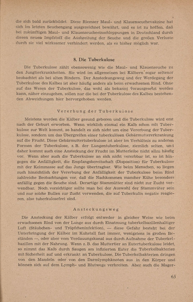 die sich bald zurückbüdet, Diese Riemser Maul- und Klauenseuchevakzine hat sich im letzten Seuchengang ausgezeichnet bewährt, und es ist zu hoffen, daß bei zukünftigen Maul- und Klauenseucheeinschleppungen in Deutschland durch diesen neuen Impfstoff die Ausbreitung der Seuche und die großen Verluste durch sie viel wirksamer verhindert werden, als es bisher möglich war. 8. Die Tuberkulose Die Tuberkulose zählt ebensowenig wie die Maul- und Klauenseuche zu den Jungtierkrankheiten. Sie wird im allgemeinen bei Kälbern sogar seltener beobachtet als bei alten Rindern. Der Ansteckungsweg und der Werdegang der Tuberkulose des Kalbes ist aber häufig anders als beim erwachsenen Rind. Ohne auf das Wesein der Tuberkulose, das wohl als bekarinjt t^'orausgeselzt werden kann, näher einzugehen, sollen nur die bei der Tuberkulose des Kalbes bestehen¬ den Abweichungen hier hervorgehoben werden. Vererbung der Tuberkulose Meistens werden die Kälber gesund geboren und die Tuberkulose wird erst nach der Geburt erworben. Wenn wirklich einmal ein Kalb schon mit Tuber¬ kulose zur Welt kommt, so handelt es sich nicht um eine Vererbung der Tuber¬ kulose, sondern um das Übergreifen einer tuberkulösen Gebärmuttererkrankung auf die Frucht. Diese Gebärmuttertuberkulose ist aber im Verhältnis zu anderen Formen der Tuberkulose, z. B. der Lungentuberkulose, ziemlich selten, und daher kommt auch eine Ansteckung der Frucht im Mutterleibe nicht allzu häufig vor. Wenn aber auch die Tuberkulose an sich nicht vererbbar ist, so ist hin¬ gegen die Anfälligkeit, die Empfangsbereitschaft (Disposition) für Tuberkulose mit der Keimmasse auf das Junge übertragbar. Wie beim Menschen, so liegen auch hinsiciitlich der Vererbung der Anfälligkeit der Tuberkulose beim Rind zahlreiche Beobachtungen vor, daß die Nachkommen mancher Kühe besonders anfällig gegen die Seuche sind. Derartige Stammütter sind nicht zur Zucht ver¬ wendbar. Noch, vorsieh tiger sollte man bei der Auswahl der Stammväter sein und nur solche BuHen zur Zucht verwenden, die auf Tuberkulin negativ reagie¬ ren, also tuberkulosefrei sind. Ansteckungsweg Die Ansteckung dër Kälber erfolgt entweder in gleicher Weise wie beim erwachsenen Rind von der buhge aus durch Einatmung tuberkelbazillenhaltiger Luft (Stäubchen- und Tröpfcheninfektion). — diese Gefahr besteht bei der Unterbringung der Kälber im Kuhstall fast immer, wenigstens in großen Be¬ ständen —, oder aber vom Verdauungskanal aus durch Aufnahme der Tuberkel¬ bazillen mit der Nahrung. Wenn z. B. das Muttertier an Eutertuberkulose leidet, so nimmt das Kalb durch Saugen am infizierten Euter die Tuberkelbakterien mit Sicherheit auf und erkrankt an Tuberkulose. Die Tuberkelbakterien dringen von den Mandeln oder von den Darmlymphknoten aus in den Körper und können sich auf dem Lymph- und Blutwege verbreiten. Aber auch die Mager- 63