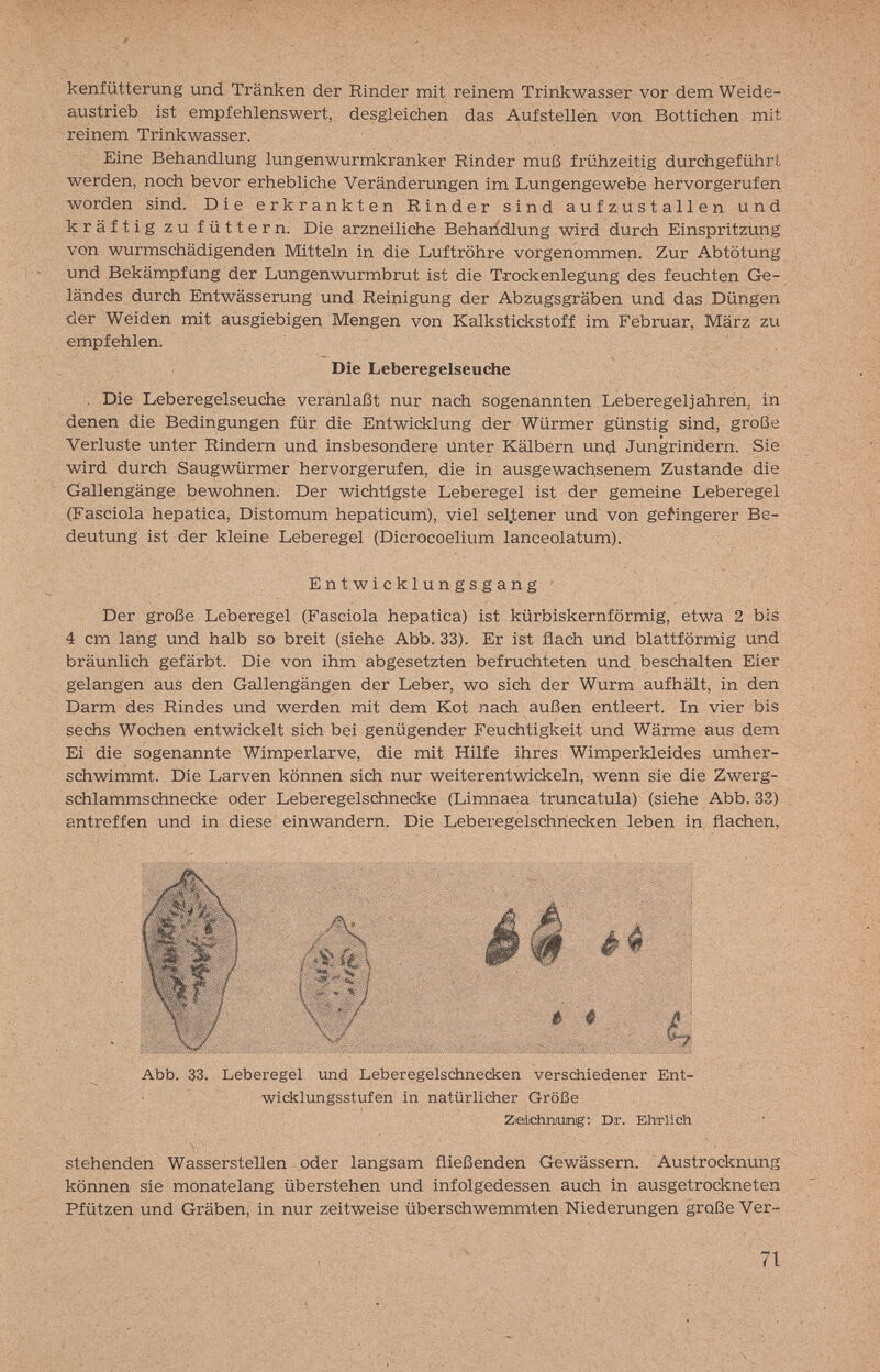 , ■■■■■ . ж kenfütterung und Tränken der Rinder mit reinem Trinkwasser vor dem Weide¬ austrieb ist empfehlenswert, desgleichen das Aufstellen von Bottichen rnit reinem Trinkwasser. \ Eine Behandlung lungenwurmkranker Rinder muß frühzeitig durchgeführt werden, noch bevor erhebliche Veränderungen im Lungengewebe hervorgerufen worden sind. Die erkrankten Rinder sind aufzustauen und kräftig zu füttern. Die arzneiliche Behandlung wird durch Einspritzung von wurmschädigenden Mitteln in die Luftröhre vorgenommen. Zur Abtötung und Bekämpfung der Lungenwurmbrut ist die Trockenlegung des feuchten Ge¬ ländes durch Entwässerung und Reinigung der Abzugsgräben und das Düngen der Weiden mit ausgiebigen Mengen von Kalkstickstoff im Februar, März zu empfehlen. . Die Leberegelseuche veranlaßt nur nach sogenannten Leberegeljahren, in denen die Bedingungen für die Entwicklung der Würmer günstig sind, große Verluste unter Rindern und insbesondere Unter Kälbern und Jungrindern. Sie wird durch Saugwürmer hervorgerufen, die in ausgewachsenem Zustande die Gallengänge bewohnen. Der wichtigste Leberegel ist der gemeine Leberegel (Fasciola hepática, Distomum hepaticum), viel sel.tener und von geringerer Be¬ deutung ist der kleine Leberegel (Dicrocoelium lanceolatum). Der große Leberegel (Fasciola hepática) ist kürbiskernförmig, etwa 2 bis 4 cm lang und halb so breit (siehe Abb. 33). Er ist flach und blattförmig und bräunlich gefärbt. Die von ihm abgesetzten befruchteten und beschälten Eier gelangen aus den Gallengängen der Leber, wo sich der Wurm aufhält, in den Darm des Rindes und werden mit dem Kot nach außen entleert. In vier bis sechs Wochen entwickelt sich bei genügender Feuchtigkeit und Wärme aus dem Ei die sogenannte Wimperlarve, die mit Hilfe ihres Wimperkleides umher¬ schwimmt. Die Larven können sich nur weiterentwickeln, wenn sie die Zwerg¬ schlammschnecke oder Leberegelschnecke (Limnaea truncatula) (siehe Abb. 33) antreffen und in diese einwandern. Die Leberegelschriecken leben in flachen, stehenden Wasserstellen oder langsam fließenden Gewässern. Austrocknung können sie monatelang überstehen und infolgedessen auch in ausgetrockneten Pfützen und Gräben, in nur zeitweise überschwemmten Niederungen große Ver- Die Leberegelseuche Entwicklungsgang - Abb. 33. Leberegel und Leberegelschnecken verschiedener Ent¬ wicklungsstufen in natürlidier Größe Ziedichnurag: Dr. Ehrlich 71