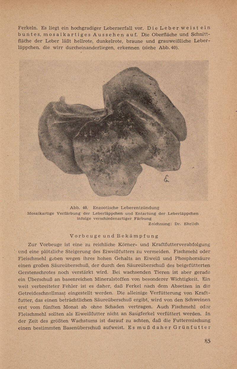 Ferkeln. Es liegt ein hochgradiger Leberzerfall vor. Die Leber weist ein buntes, mosaikartiges Aussehen auf. Die Oberfläche und Schnitt- ñaóhe der Leber läßt hellrote, dunkelrote, braune und grauweißliche Leber? läppchen, die wirr durcheinanderliegen, erkennen (siehe ДЬЬ. 40). Abb. 40. Enzootisciie Leberentzündung Mosaikartige Verfärbung der Leberläppchen und Entartung der Leberläppchen infolge verschiedenartiger Färbung Zaichniurag: Dr. Ehrlich V О r b e u g e u n d В e к ä m p f u n g Zur Vorbeuge ist eine zu reichliche Körner- und Kraftfutterverabfolgung und eine plötzliche Steigerung des Eiweißfutters zu verrneiden. Fischmehl oder Fleischmehl güben wegen ihres hohen Gehalts an Eiweiß und Phosphorsäure einen großen Säureüberschuß, der durch den Säureüberschuß des beigefütterten Gerstenschrotes noch verstärkt wird. Bei wachsenden Tieren ist aber gerade ein Uberschuß an basenreichen Mineralstoffen von besonderer Wichtigkeit. Ein ■yveit .verbreiteter Fehler ist es daher, daß Ferkel nach dem Absetzen in die GetreideschneHmast eingestellt werden. Die alleinige Verfütterung von Kraft¬ futter, das einen beträchtlichen Säureüberschuß ergibt, wird von den Schweinen erst vom fünften Monat ab ohne Schaden vertragen. Auch Fischmehl oder Fleischmehl sollten als Eiweißfutter nicht an Saugferkel verfüttert werden. In der Zeit des größten Wachstums ist darauf zu achten, daß die Futtermischung einen bestimmten Basenüberschuß aufweist. Es muß daher Grünfutter