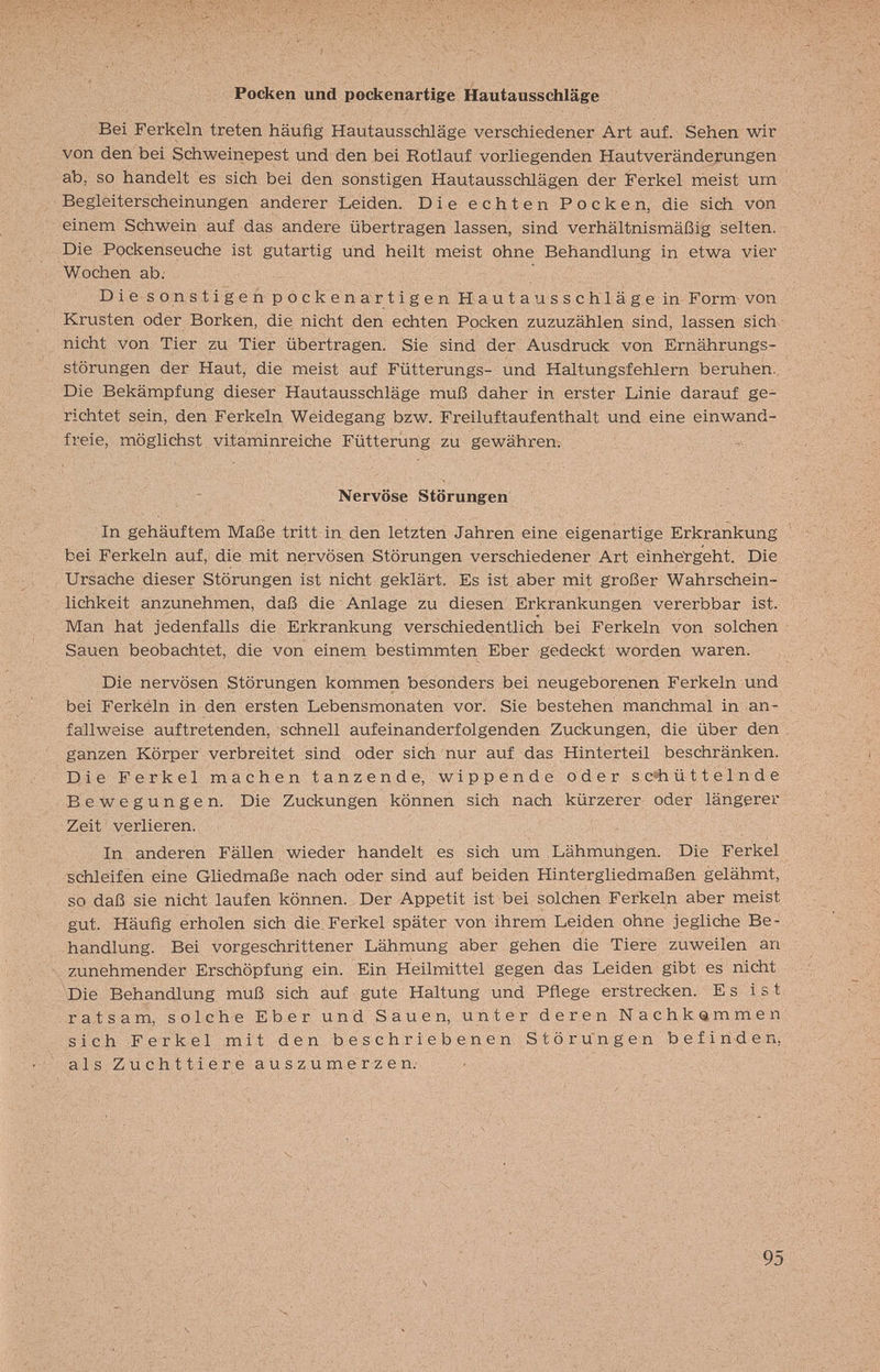Pocken und pockenartige Hautausschläge Bei Ferkeln treten häufig HautausscMäge verschiedener Art auf. Sehen wir von den bei Schweinepest und den bei Rotlauf vorliegenden Hautveränderungen ab, so handelt es sich bei den sonstigen Hautausschlägen der Ferkel meist um Begleiterscheinungen anderer Leiden. Die echten Pocken, die sich von einem Schwein auf das andere übertragen lassen, sind verhältnismäßig selten. Die Pockenseuche ist gutartig und heilt meist ohne Behandlung in etwa vier Wochen ab. Die sonstigen pockenartigen Hautau sschlägein Form von Krusten oder Borken, die nicht den echten Ppcken zuzuzählen sind, lassen sich nicht von Tier zu Tier übertragen. Sie sind der Ausdruck von Ernährungs¬ störungen der Haut, die meist auf Fütterungs- und Haltungsfehlern beruhen. Die Bekämpfung dieser Hautausschläge muß daher in erster Linie darauf ge¬ richtet sein, den Ferkeln Weidegang bzw. Freiluftauf enthalt und eine einwand¬ freie, möglichst vitaminreiche Fütterung zu gewähren; - Nervöse Störungen In gehäuftem Maße tritt in den letzten Jahren eine eigenartige Erkrankung bei Ferkeln auf, die mit nervösen Störungen verschiedener Art einheïgeht. Die Ursache dieser Störungen ist nicht geklärt. Es ist aber mit großer Wahrschein¬ lichkeit anzunehmen, daß die Anlage zu diesen Erkrankungen vererbbar ist. Man hat jedenfalls die Erkrankung verschiedentlich bei Ferkeln von solchen Sauen beobachtet, die von einem bestimmten Eber gedeckt worden waren. Die nervösen Störungen kommen besonders bei neugeborenen Ferkeln und bei Ferkéln in den ersten Lebensmonaten vor. Sie bestehen manchmal in an¬ fallweise auftretenden, schnell aufeinanderfolgenden Zuckungen, die über den ganzen Körper verbreitet sind oder sich nur auf das Hinterteil beschränken. Die Ferkel machen tanzende, wippende oder s c4i üttelnde Bewegungen. Die Zuckungen können sich nach kürzerer oder längerer Zeit verlieren. In anderen Fällen wieder handelt es sich um Lähmungen. Die Ferkel schleifen eine Gliedmaße nach oder sind auf beiden Hintergliedmaßen gelähmt, so daß sie nicht laufen können. Der Appetit ist bei solchen Ferkeln aber meist gut. Häufig erholen sich die Ferkel später von ihrem Leiden ohne jegliche Be¬ handlung. Bei vorgeschrittener Lähmung aber gehen die Tiere zuweilen an zunehmender Erschöpfurig ein. Ein Heilmittel gegen das Leiden gibt es nicht Die Behandlung muß sich auf gute Haltung und Pflege erstrecken. Es ist ratsam, solche Eber und Sauen, unter deren Nachkommen sich Ferkel mit den b e s с h r i e b e n e n S t ö r ün g e n befinden, alsZuchttiereauszumerzen.