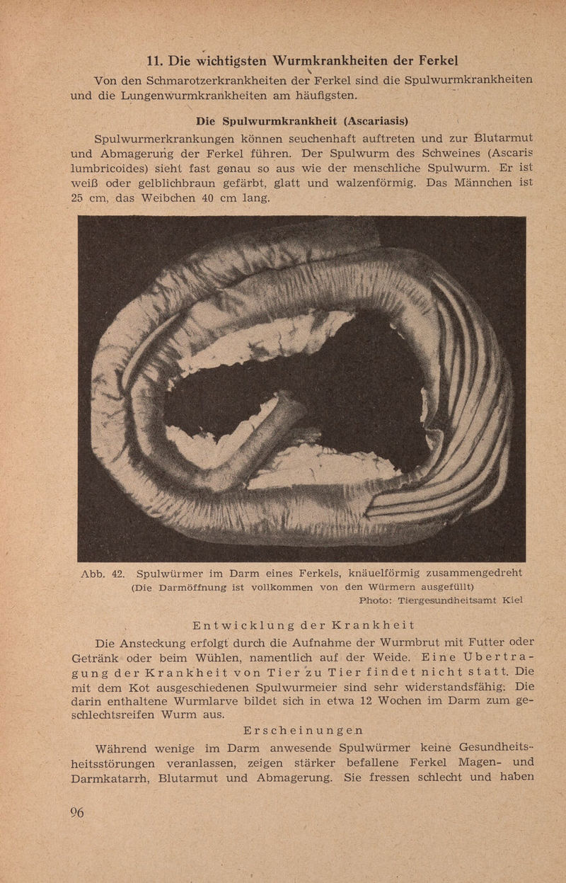 11. Die wichtigsten Wurmkrankheiten der Ferkel Von den Schmarotzerkrankheiten der Ferkel sind die Spulwurmkrankheiten und die Lungenwrmkrankheiten am häufigsten. Die Spulwurmkrankheit (Ascariasis) Spulwurmerkrankungen können seuchenhaft auftreten und zur Élutarmut und Abmagerung der Ferkel führen. Der Spulwurm des Schweines (Ascaris lumbricoides) sieht fast genau so aus wie der menschliche Spulwurm. Er ist weiß oder gelblichbraun gefärbt, glatt und walzenförmig. Das Männchen ist 25 cm, das Weibchen 40 cm lang. Abb. 42. Spulwürmer im Darm eines Ferkels, knäuelförmig zusammengedreht (Die Darmöffnung ist vollkommen von den Würmern ausgefüllt) Plhoto; Tiergesiurudtieitsamt Kiel Entwickln ngderKrankheit Die Ansteckung erfolgt durch die Aufnahme der Wurmbrut mit Futter oder Getränk oder beim Wühlen, namentlich auf der Weide. Eine Übertra¬ gung der Krankheit von Tier zu Tier findet nicht statt. Die mit dem Kot ausgeschiedenen Spulwurmeier sind sehr widerstandsfähig; Die darin enthaltene Wurmlarve bildet sich in etwa 12 Wochen im Darm zum ge- schlechtsreifen Wurm aus. Erscheinungen Während wenige im Darm anwesende Spulwürmer keine Gesundheits- heitsstörungen veranlassen, zeigen stärker befallene Ferkel Magen- und Darmkatarrh, Blutarmut und Abmagerung. Sie fressen schlecht und haben 96