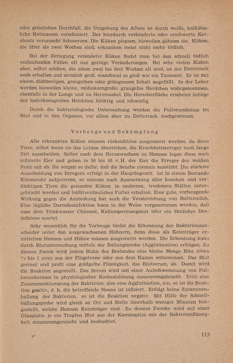 oder grünlichen Durchfall, die Umgebung des Afters ist durch weiße, kalkähn¬ liche Kotmassen verschmiert. Der hierdurch verhinderte oder erschwerte Kot¬ absatz verursacht Schmerzen. Die Küken piepsen, bisweilen gähnen sie. Küken, die älter als zwei Wochen sind, erkranken meist nicht mehr tödlich. Bei der Zerlegung verendeter Küken findet man bei den schnell tödlich verlaufenden Fällen oft nur geringe Veränderungen. Bei sehr vielen Küken aber, selbst solchen, die schon zwei bis drei Wochen alt sind, ist der Dottersack noch erhalten und ziemlich groß, manchmal so groß wie ein Taubenei. Er ist mit einem dickbreiigen, graugelben oder grüngrauen Inhalt angefüllt. In der Leber Werden bisweilen kleine, mbhnkorngroße, graugelbe Herdchen wahrgenommen, ebenfalls in der Lunge und im Herzmuskel. Die Herzoberfläche erscheint infolge der haferkorngroßen Herdchen höckrig und schwielig. Durch die bakteriologische Untersuchung werden die Pullorumkeime im Blut und in den Organen, vor allem aber im Dottersack, nachgewiesen. VorbeugeundBekämpfung Alle erkrankten Küken müssen rücksichtslos ausgemerzt werden, da diese Tiere, selbst wenn sie das Leiden überstehen, die Krankheitserreger noch lange Zeit ausscheiden. Selbst nach dem Heranwachsen zu Hennen legen diese noch infizierte Eier und geben in 50 bis 95 v. H. der Eier die Erreger der weißen Ruhr, mit ab. Sie sorgen so dafür, daß die Seuche niemals ausstirbt. Die stärkste Ausscheidung von Erregern erfolgt in der Hauptlegezeit. Ist in einem Bestände Kükenruhr aufgetreten, so müssen nach Ausmerzung aller kranken und ver¬ dächtigen Tiere die gesunden Küken in sauberen, trockenen Ställen unter¬ gebracht werden und leichtverdauliches Futter erhalten. Eine gute, vorbeugende Wirkung gegen die Ansteckung hat auch die Verabreichung von Buttermilch. Eine tägliche Darmdesinfektion kann in der Weise vorgenommen werden, daß man dem Trinkwasser Chinosol, Kaliumpermanganat oder ein ähnliches Des- infiziens zusetzt. Sehr wesentlich für die Vorbeuge bleibt die Erkennung der Bakterienaus¬ scheider unter den ausgewachsenen Hühnern, denn diese als Keimträger er- rhittelten Hennen und Hähne müssen ausgemerzt werden. Die Erkennung kann durch Blutuntersuchung mittels der Ballungsprobe (Agglutination) erfolgen. Zu diesem Zweck wird jedem Huhn des Bestandes eine kleine Menge Blut (etwa Va bis 1 ccm) aus der Flügelvene oder aus dem Kamm entnommen. Das Blut gerinnt und preßt eine goldgelbe Flüssigkeit, das Blutserum, ab. Damit wird die Reaktion angestellt. Das Serum wird mit einer Aufschwemmung von Pul- lorumkeimen in physiologischer Kochsalzlösung zusammengebracht. Tritt eine Zusammenklumpung der Bakterien, also eine Agglutination, ein, so ist die Reak¬ tion positiv, d. h. die betreffende Henne ist infiziert. Erfolgt keine Zusammen- .ballung der Bakterien, so ist die Reaktion negativ. Mit Hilfe der Schnell- ballungsprobe wird gleich an Ort und Stelle innerhalb weniger Minuten fest¬ gestellt, welche Hennen Keimträger sind. Zu diesem Zwecke wird auf einer Glasplatte je ein Tropfen Blut aus der Kammspitze mdt der Bakterienflüssig¬ keit zusammengemischt und beobachtet. 8 - ^ -V;... :