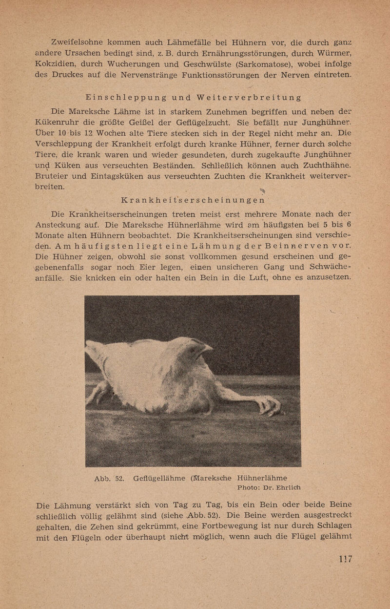 Zweifelsohne kommen auch LähmefäUe bei Hühnern vor, die durch ganz andere Ursachen bedingt sind, z. B. durch Ernährungsstörungen, durch Würmer, Kokzidien, durch Wucherungen und Geschwülste (Sarkomatose), wobei infolge des Druckes auf die Nervenstränge Funktionsstörungen der Nerven eintreten. Die Mareksche Lähme ist in starkem Zunehm,en begriffen und neben der Kükenruhr die größte Geißel der Geflügelzucht. Sie befällt nur Junghühner. Uber 10 bis 12 Wochen alte Tiere stecken sich in der Regel nicht mehr an. Die Verschleppung der Krankheit erfolgt durch kranke Hühner, ferner durch solche Tiere, die krank waren und wieder gesundeten, durch zugekaufte Junghühner und Kûkên aus verseuchten Beständen. Schließlich können auch Zuchthähne. Bruteier und Eintagsküken aus verseuchten Zuchten die Krankheit weiterver¬ breiten. Die Krankheitserscheinungen treten meist erst mehrere Monate nach der Ansteckung auf. Die Mareksche Hühnerlähme wird am häufigsten bei 5 bis 6 Monate alten Hühnern beobachtet. Die Krankheitserscheinungen sind verschie¬ den. Am häufigsten liegt eine Lähmung der Beinnerven vor. Die Hühner zeigen, obwohl sie sonst vollkommen gesund erscheinen und ge- \gebenenfalls sogar noch Eier legen, einen unsicheren Gang und Schwäche- anfälle. Sie knicken ein oder halten ein Bein in die Luft, ohne es anzusetzen. Die Lähmung verstärkt sich von Tag zu Tag, bis ein Bein oder beide Beine schließlich völlig gelähmt sind (siehe Abb. 52). Die Beine werden ausgestreckt gehalten, die Zehen sind gekrümmt, eine Fortbewegung ist nur durch Schlagen mit den Flügeln oder überhaupt nicht möglich, wenn auch die Flügel gelähmt E i n s с hl e p p u n g und W e i t e r v e r b r e i t u n g Krankheitserscheinungen Abb. 52. Geflügellähme (Mareksche Hühnerlähme Photo: Dr. Ehrlich 137