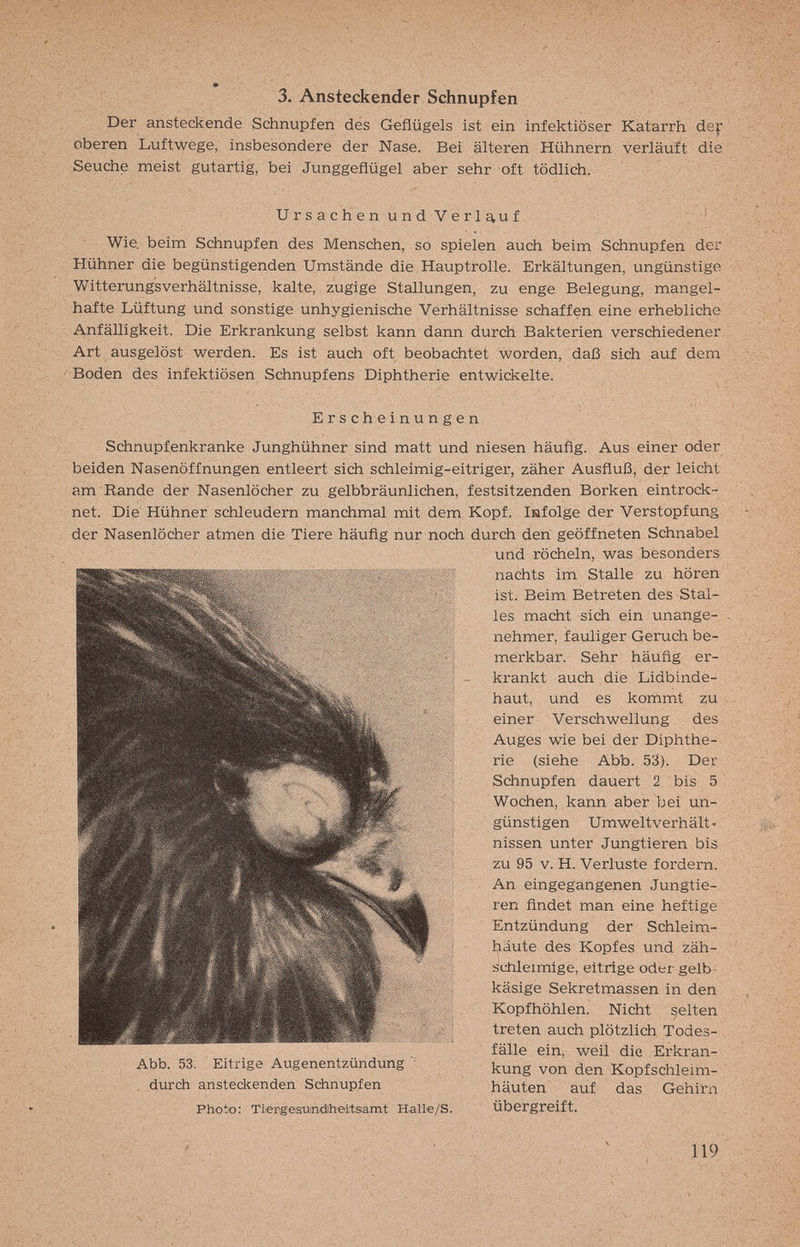 3. Ansteckender Schnupfen Der ansteckende Schnupfen dés Geflügels ist ein infektiöser Katarrh de^* oberen Luftwege, insbesondere der Nase. Bei älteren Hühnern verläuft die Seuche meist gutartig, bei Junggeflügel aber sehr oft tödlich. UrsachenundVerlauf ' Wie. beim Schnupfen des Menschen, so spielen auch beim Schnupfen der Hühner die begünstigenden Umstände die Hauptrolle. Erkältungen, ungünstige Witterungsverhältnisse, kalte, zugige Stallungen, zu enge Belegung, mangel¬ hafte Lüftung und sonstige unhygienische Verhältnisse schaffen eine erhebliche Anfälligkeit. Die Erkrankung selbst kann dann durch Bakterien verschiedener Art ausgelöst werden. Es ist auch oft beobachtet worden, daß sich auf dem Boden des infektiösen Schnupfens Diphtherie entwickelte. Erscheinungen Schnupfenkranke Junghühner sind matt und niesen häufig. Aus einer oder beiden Nasenöffnungen entleert sich schleimig-eitriger, zäher Ausfluß, der leicht am Rande der Nasenlöcher zu gelbbräunlichen, festsitzenden Borken eintrock¬ net. Die Hühner schleudern manchmal mit dem Kopf. Infolge der Verstopfung der Nasenlöcher atmen die Tiere häufig nur noch durch den geöffneten Schnabel und röcheln, was besonders nachts im Stalle zu hören ist. Beim Betreten des Stal¬ les macht sich ein unange¬ nehmer, fauliger Geruch be¬ merkbar. Sehr häufig er¬ krankt auch die Lidbinde¬ haut, und es kommt zu einer Versch wellung des Auges wie bei der Diphthe¬ rie (siehe Abb. 53). Der Schnupfen dauert 2 bis 5 Wochen, kann aber bei un¬ günstigen Umweltverhält- nissen unter Jungtieren bis zu 95 V. H. Verluste fordern. An eingegangenen Jungtie¬ ren findet man eine heftige Entzündung der Schleim¬ häute des Kopfes und zäh¬ schleimige, eitrige oder gelb käsige Sekretmassen in den Kopfhöhlen. Nicht selten treten auch plötzlich Todes¬ fälle ein, weil die Erkran- Abb. 53. Eitrige Augenentzündung  j^ung von den Kopfschlemi- . durch ansteckenden Schnupfen häuten auf das Gehirn Photo: Tiergesu'iKiheitsam.t Halle/S. übergreift. 119