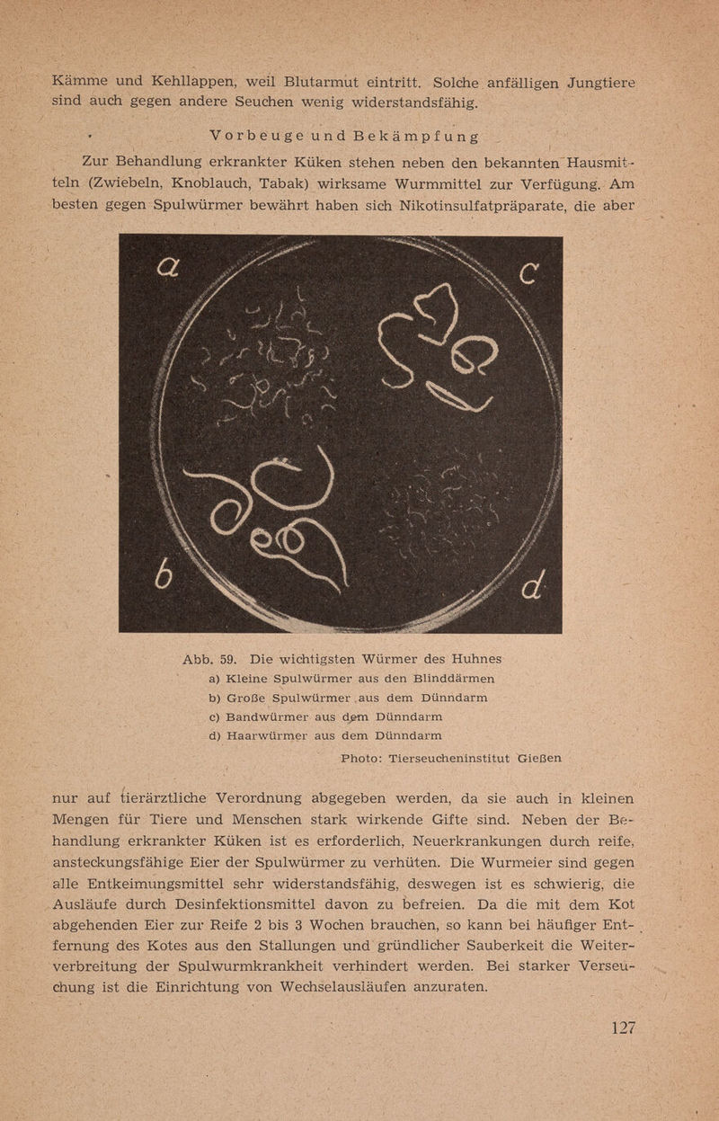 Kämme und Kehlläppen, weil Blutarmut eintritt. Solche anfälligen Jungtiere sind auch gegen andere Seuchen wenig widerstandsfähig. VorbeugeundBekämpfung Zur Behandlung erkrankter Küken stehen neben den bekannten Hausmit¬ teln (Zwiebeln, Knoblauch, Tabak) wirksame Wurmmittel zur Verfügung. Am besten gegen Spulwürmer bewährt haben sich Nikotinsulfatpräparate, die aber Abb. 59. Die wichtigsten Würmer des Huhnes a) Kleine Spulwürmer aus den Blinddärmen b) Große Spulwürmer aus dem Dünndarm e) Bandwürmer aus d^m Dünndarm d) Haarwürmer aus dem Dünndarm Photo: Tierseucheninstitut Gießen / ■ ■ ■ , ' • ' nur auf tierärztliche Verordnung abgegeben werden, da sie auch in kleinen Mengen für Tiere und Menschen stark wirkende Gifte sind. Neben der Be¬ handlung erkrankter Küken ist es erforderlich, Neuerkrankungen durch reife, ansteckungsfähige Eier der Spulwürmer zu verhüten. Die Wurmeier sind gegen alle Entkeimungsmittel sehr widerstandsfähig, deswegen ist es schwierig, die Ausläufe durch Desinfektionsmittel davon zu befreien. Da die mit dem Kot abgehenden Eier zur Reife 2 bis 3 Wochen brauchen, so kann bei häufiger Ent¬ fernung des Kotes aus den Stallungen und gründlicher Sauberkeit die Weiter¬ verbreitung der Spulwurmkrankheit verhindert werden. Bei starker Verseu¬ chung ist die Einrichtung von Wechselausläufen anzuraten. 127