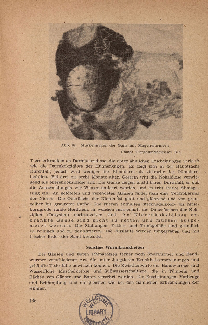 Abb. 62. Muskelmagen der Gans mit Magenwürmern Photo: TiepgesundiheWeamt Kiel Tiere erkranken an Darmkokzidiose, die unter ähnlichen Erscheinungen verläuft wie die Darmkokzidiose der Hühnerküken. Es zeigt sich in der Hauptsache Durchfall; jedoch wird weniger der Blinddarm als vielmehr der Dünndarm befallen. Bei drei bis sechs Monate alten Gösseln tritt die Kokzidiose vorwie¬ gend als Nierenkokzidiose auf., Die Gänse zeigen unstillbaren Durchfall, so daß die Ausscheidungen wie Wasser entleert werden, und es tritt starke Abmage- lung ein. An getöteten und verendeten Gänsen findet man eine Vergrößerung der Nieren. Die Oberfläche der Nieren ist glatt und glänzend und von grau¬ gelber bis grauroter Farbe. Die Nieren enthalten Stecknadelkopf- bis hirse¬ korngroße runde Herdchen, in welchen massenhaft die Dauerformen der Kok- zidien (Oozysten) nachzuweisen sind. An Nierenkokzidiose er¬ krankte G ä 11S e sind nicht zu retten und müssen ausge¬ merzt werden. Die Stallungen, Futter- und Trinkgefäße sind gründlidi zu reinigen und zu desinfizieren. Die Ausläufe werden umgegraben und mit frischer Erde oder Sand beschickt. Sonstige Wurmkrankheiten B(ei Gänsen und Enten schmarotzen femer noch Spulwürmer und Band¬ würmer verschiedener Art, die unter. Jungtieren Krankheitserscheinungen und gehäufte Todesfälle bewirken können. Die Zwischenwirte der Bändwürmer sind Wasserflöhe, Muschelkrebse und Süßwasserschaltiere, die in Tümpeln und Bächen von Gänsen und Enten verzehrt werden. Die Erschëinungen, Vorbeuge und Bekämpfung sind die gleichen wie bei den nämlichen Erkrankungen der Hühner.