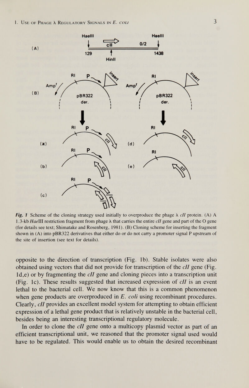 1. Use of Phage \ Regulatory Signals in E. cou 3 (A) Haelll I 129 cll t Hinll Haelll 0/2 \ 1438 Атр*^ (В) (Я) (b) Amp' (с) Fig. 1 Scheme of the cloning strategy used initially to oveфroduce the phage \ cll protein. (A) A 1.3-kb HaelW restriction fragment from phage X. that carries the entire cll gene and part of the О gene (for details see text; Shimatake and Rosenberg, 1981). (B) Cloning scheme for inserting the fragment shown in (A) into pBR322 derivatives that either do or do not carry a promoter signal P upstream of the site of insertion (see text for details). opposite to the direction of transcription (Fig. lb). Stable isolates were also obtained using vectors that did not provide for transcription of the cll gene (Fig. ld,e) or by fragmenting the cll gene and cloning pieces into a transcription unit (Fig. Ic). These results suggested that increased expression of cll is an event lethal to the bacterial cell. We now know that this is a common phenomenon when gene products are oveфroduced in E. coli using recombinant procedures. Clearly, cll provides an excellent model system for attempting to obtain efficient expression of a lethal gene product that is relatively unstable in the bacterial cell, besides being an interesting transcriptional regulatory molecule. In order to clone the cll gene onto a multicopy plasmid vector as part of an efficient transcriptional unit, we reasoned that the promoter signal used would have to be regulated. This would enable us to obtain the desired recombinant