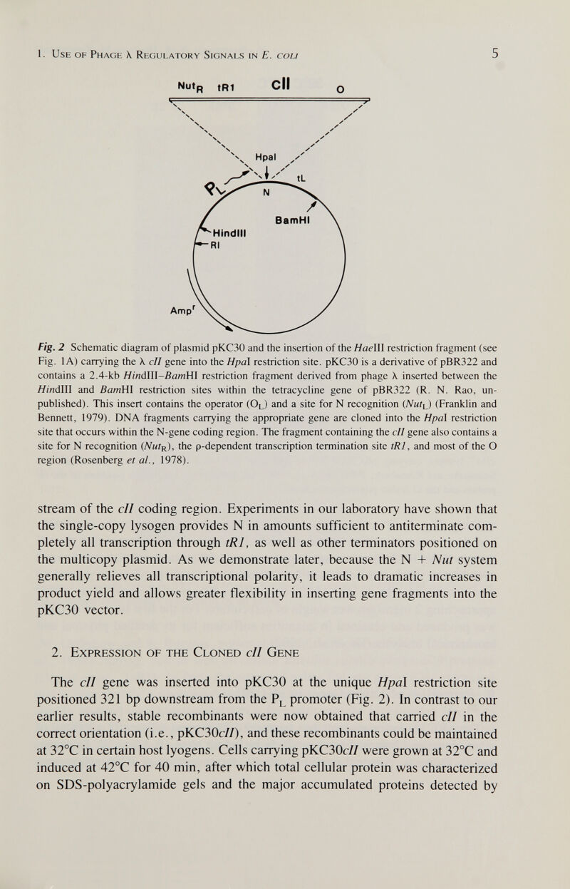 1. Use of Phage \ Regulatory Signals in E. cou 5 Nutp tRI Cll о Fig. 2 Schematic diagram of plasmid рКСЗО and the insertion of the Haelll restriction fragment (see Fig. lA) carrying the X cll gene into the Hpal restriction site. рКСЗО is a derivative of pBR322 and contains a 2.4-kb Hiná\\l-Bam\i\ restriction fragment derived from phage \ inserted between the HmdIII and ВатШ restriction sites within the tetracycline gene of pBR322 (R. N. Rao, un- pubhshed). This insert contains the operator (Ol) and a site for N recognition {Nuti} (Frankhn and Bennett, 1979). DNA fragments carrying the appropriate gene are cloned into the Hpa\ restriction site that occurs within the N-gene coding region. The fragment containing the cll gene also contains a site for N recognition (A^mír), the p-dependent transcription termination site tRI, and most of the О region (Rosenberg et al., 1978). Stream of the cll coding region. Experiments in our laboratory have shown that the single-copy lysogen provides N in amounts sufficient to antiterminate com¬ pletely all transcription through tRI, as well as other terminators positioned on the multicopy plasmid. As we demonstrate later, because the N + Nut system generally relieves all transcriptional polarity, it leads to dramatic increases in product yield and allows greater flexibility in inserting gene fragments into the рКСЗО vector. 2. Expression of the Cloned cII Gene The cll gene was inserted into рКСЗО at the unique Hpa\ restriction site positioned 321 bp downstream from the Pl promoter (Fig. 2). In contrast to our earlier results, stable recombinants were now obtained that carried cll in the correct orientation (i.e., рКСЗОс//), and these recombinants could be maintained at 32°C in certain host lyogens. Cells carrying рКСЗОс// were grown at 32°C and induced at 42°C for 40 min, after which total cellular protein was characterized on SDS-polyacrylamide gels and the major accumulated proteins detected by