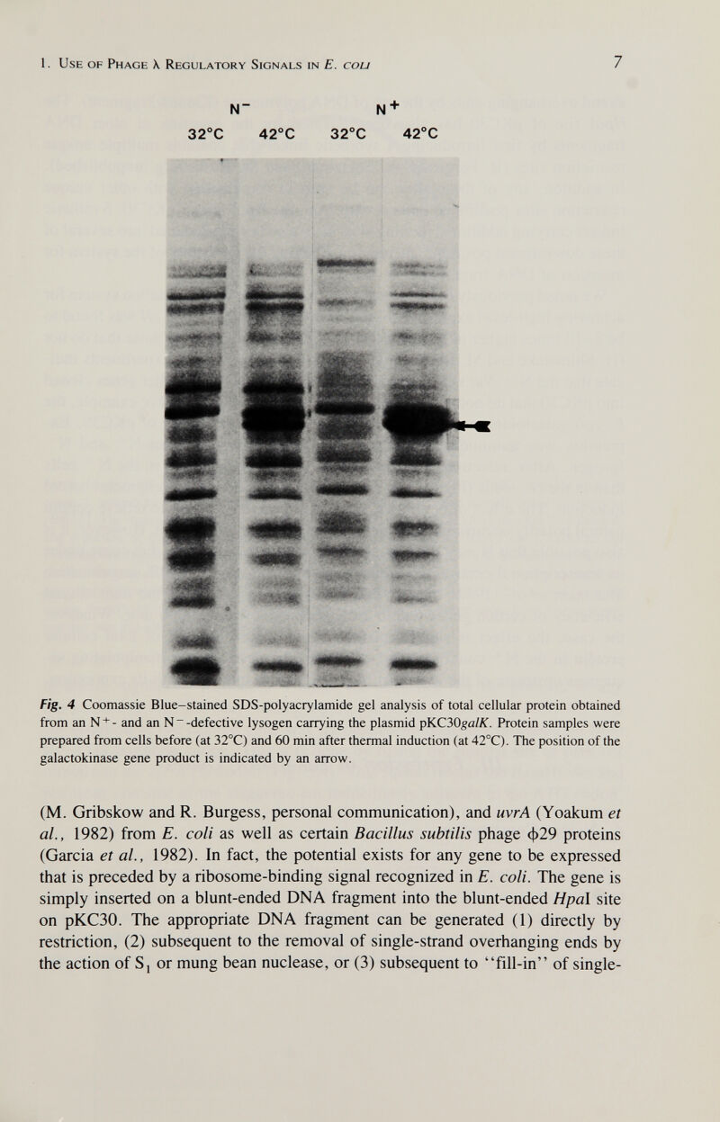 1. Use of Phage \ Regulatory Signals in E. cou 7 N N + 32°C 42°C 32°C 42°C Fig. 4 Coomassie Blue-stained SDS-polyacrylamide gel analysis of total cellular protein obtained from an N + - and an N ~ -defective lysogen carrying the plasmid рКСЗО^а/ЛГ. Protein samples were prepared from cells before (at 32°C) and 60 min after thermal induction (at 42°C). The position of the galactokinase gene product is indicated by an arrow. (M. Gribskow and R. Burgess, personal communication), and uvrA (Yoakum et al., 1982) from E. coli as well as certain Bacillus subtilis phage ф29 proteins (Garcia et al., 1982). In fact, the potential exists for any gene to be expressed that is preceded by a ribosome-binding signal recognized in E. coli. The gene is simply inserted on a blunt-ended DNA fragment into the blunt-ended Hpa\ site on рКСЗО. The appropriate DNA fragment can be generated (1) directly by restriction, (2) subsequent to the removal of single-strand overhanging ends by the action of Sj or mung bean nuclease, or (3) subsequent to fill-in of single-