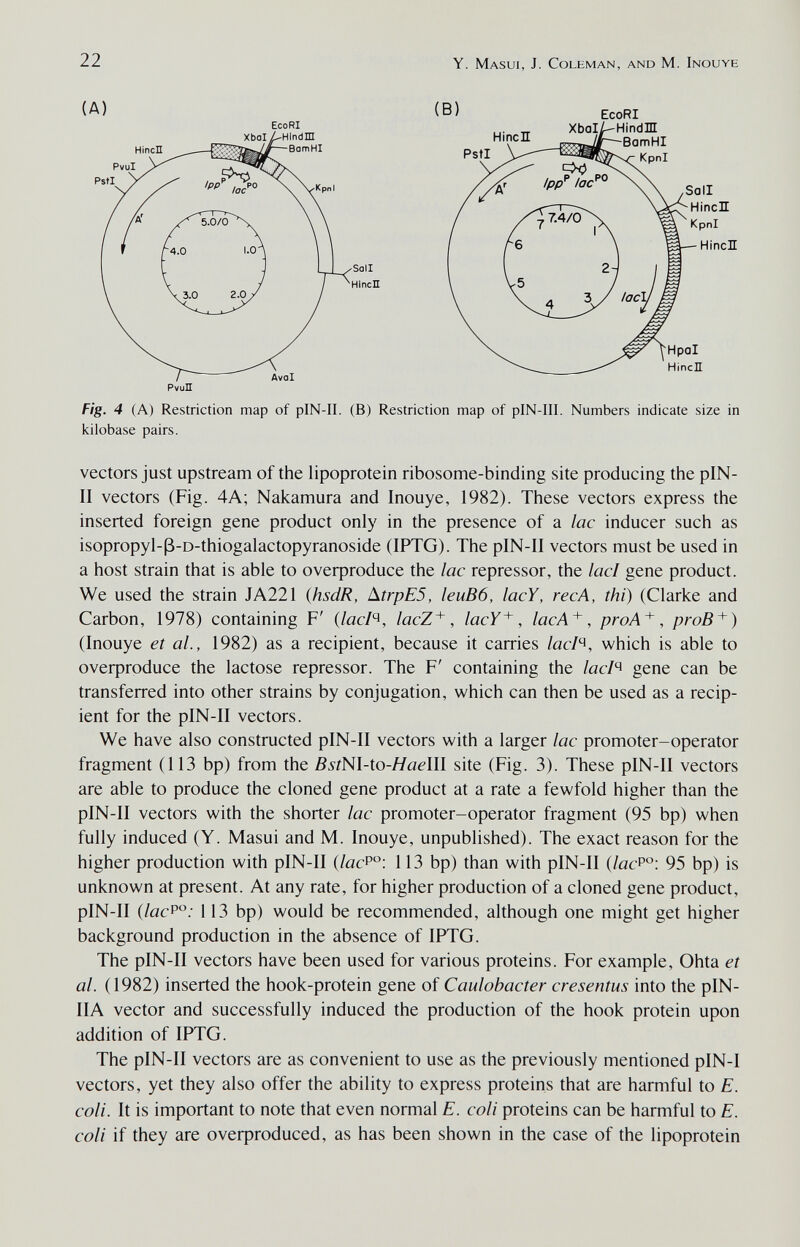 1 22 (A) Hiñen Eco RI Xbol /-Hlndffl BamHI PstI PvuD Y. Masui, J. Coleman, and M. Inouye Hincn EcoRI Xbal^Hindn BamHI Kpnl Hpal HincE Fig. 4 (A) Restriction map of pIN-II. (В) Restriction map of pIN-III. Numbers indicate size in icilobase pairs. vectors just upstream of the lipoprotein ribosome-binding site producing the pIN- II vectors (Fig. 4A; Nakamura and Inouye, 1982). These vectors express the inserted foreign gene product only in the presence of a lac inducer such as isopropyl-ß-D-thiogalactopyranoside (IPTG). The pIN-II vectors must be used in a host strain that is able to overproduce the lac repressor, the lad gene product. We used the strain JA221 (hsdR, AtrpE5, leuB6, lacY, recA, thi) (Clarke and Carbon, 1978) containing F' (lacl^, lacZ^, lacY^, lacA^, proA^, proB^) (Inouye et al., 1982) as a recipient, because it carries /ас/ч, which is able to oveфroduce the lactose repressor. The F' containing the /ас/ч gene can be transferred into other strains by conjugation, which can then be used as a recip¬ ient for the pIN-II vectors. We have also constructed pIN-II vectors with a larger lac promoter-operator fragment (113 bp) from the ßJrNI-to-ЯacIII site (Fig. 3). These pIN-II vectors are able to produce the cloned gene product at a rate a fewfold higher than the pIN-II vectors with the shorter lac promoter-operator fragment (95 bp) when fully induced (Y. Masui and M. Inouye, unpublished). The exact reason for the higher production with pIN-II {lacP°: 113 bp) than with pIN-II {lacP°: 95 bp) is unknown at present. At any rate, for higher production of a cloned gene product, pIN-II (lacP°: 113 bp) would be recommended, although one might get higher background production in the absence of IPTG. The pIN-II vectors have been used for various proteins. For example, Ohta et al. (1982) inserted the hook-protein gene of Caulobacter cresentus into the pIN- IIA vector and successfully induced the production of the hook protein upon addition of IPTG. The pIN-II vectors are as convenient to use as the previously mentioned pIN-I vectors, yet they also offer the ability to express proteins that are harmful to E. coli. It is important to note that even normal E. coli proteins can be harmful to E. coli if they are oveфroduced, as has been shown in the case of the lipoprotein