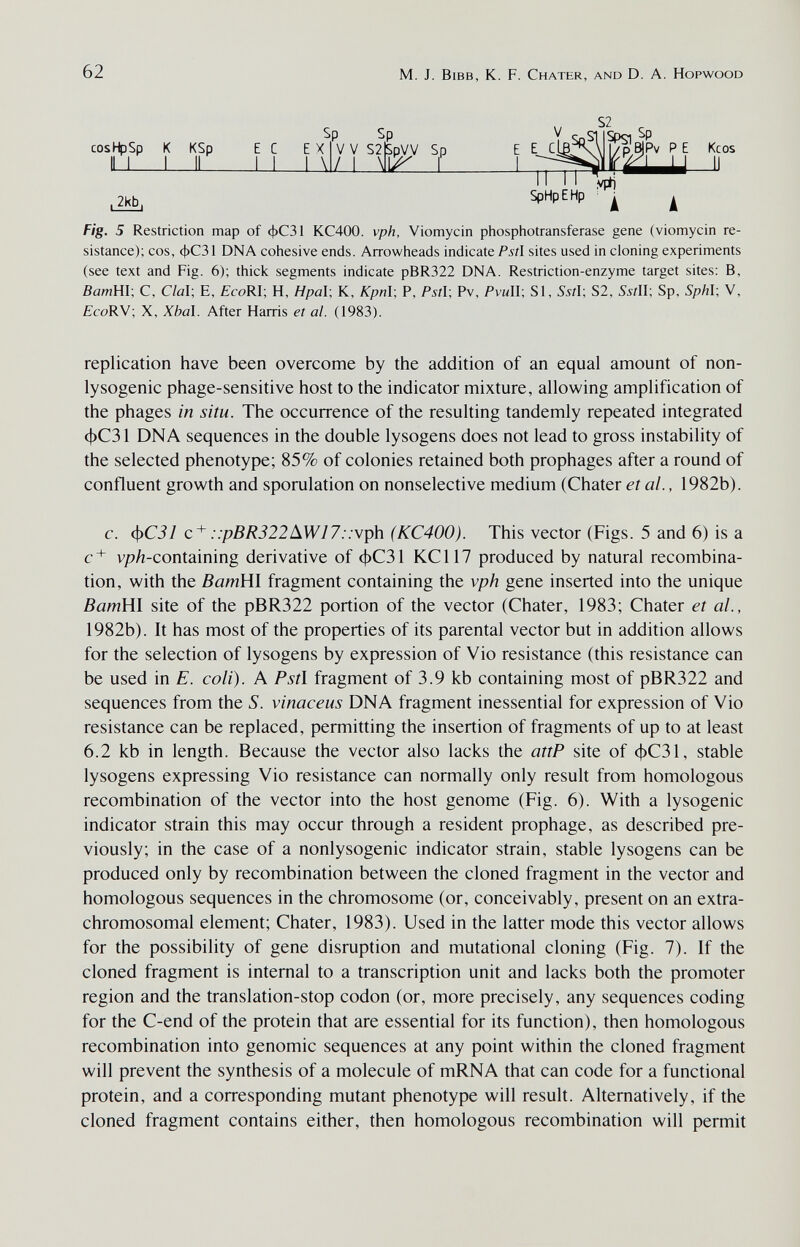 62 M. J. Bibb, К. F. Chater, and D. A. Hopwood S2 cosHpSp К KSp lU I II SpHpEHp VF») 2kb Fig. 5 Restriction map of фС31 KC400. vph, Viomycin phosphotransferase gene (viomycin re¬ sistance); cos, фС31 DNA cohesive ends. Arrowheads indicate Pstl sites used in cloning experiments (see text and Fig. 6); thick segments indicate pBR322 DNA. Restriction-enzyme target sites: B, ßawHI; С, C/al; E, £coRI; H, Hpal; К, KpnV, P, Pstl-, Pv, PvulV, SI, SííI; S2, 5ì/II; Sp, Sphl-, V, £coRV; X, Xbal. After Harris et al. (1983). replication have been overcome by the addition of an equal amount of non- lysogenic phage-sensitive host to the indicator mixture, allowing amplification of the phages in situ. The occurrence of the resulting tandemly repeated integrated фС31 DNA sequences in the double lysogens does not lead to gross instability of the selected phenotype; 85% of colonies retained both prophages after a round of confluent growth and sporulation on nonselective medium (Chater et al., 1982b). с. фС31 с~^ ::pBR322AW17::vph (КС400). This vector (Figs. 5 and 6) is a vp/z-containing derivative of фС31 КС 117 produced by natural recombina¬ tion, with the ВатШ fragment containing the vph gene inserted into the unique BamHl site of the pBR322 portion of the vector (Chater, 1983; Chater et al., 1982b). It has most of the properties of its parental vector but in addition allows for the selection of lysogens by expression of Vio resistance (this resistance can be used in E. coli). A Pst\ fragment of 3.9 kb containing most of pBR322 and sequences from the S. vinaceus DNA fragment inessential for expression of Vio resistance can be replaced, permitting the insertion of fragments of up to at least 6.2 kb in length. Because the vector also lacks the attP site of фС31, stable lysogens expressing Vio resistance can normally only result from homologous recombination of the vector into the host genome (Fig. 6). With a lysogenic indicator strain this may occur through a resident prophage, as described pre¬ viously; in the case of a nonlysogenic indicator strain, stable lysogens can be produced only by recombination between the cloned fragment in the vector and homologous sequences in the chromosome (or, conceivably, present on an extra- chromosomal element; Chater, 1983). Used in the latter mode this vector allows for the possibility of gene disruption and mutational cloning (Fig. 7). If the cloned fragment is internal to a transcription unit and lacks both the promoter region and the translation-stop codon (or, more precisely, any sequences coding for the C-end of the protein that are essential for its function), then homologous recombination into genomic sequences at any point within the cloned fragment will prevent the synthesis of a molecule of mRNA that can code for a functional protein, and a corresponding mutant phenotype will result. Alternatively, if the cloned fragment contains either, then homologous recombination will permit