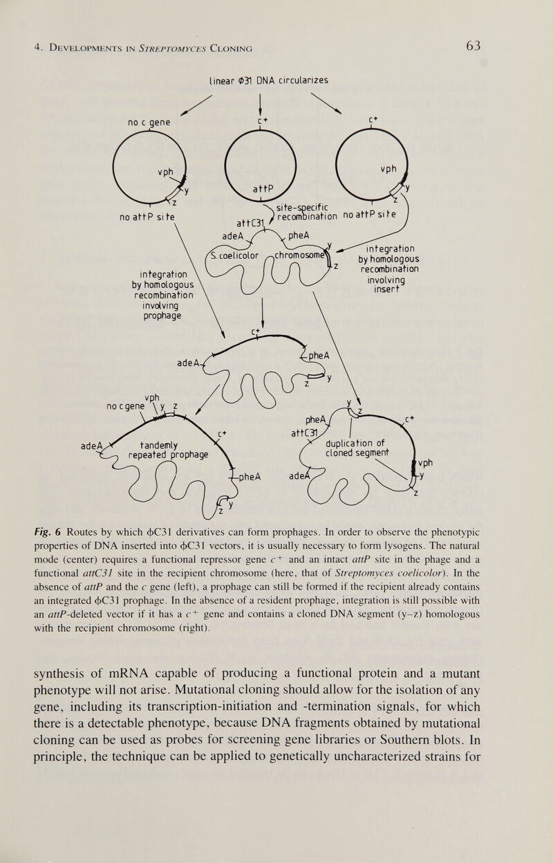 4. Developments in Streptomyces Cloning 63 linear 031 DNA circularizes Fig. 6 Routes by which фС31 derivatives can form prophages. In order to observe the phenotypic properties of DNA inserted into фС31 vectors, it is usually necessary to form lysogens. The natural mode (center) requires a functional repressor gene and an intact attP site in the phage and a functional attCJl site in the recipient chromosome (here, that of Streptomyces coelicolor). In the absence of attP and the с gene (left), a prophage can still be formed if the recipient already contains an integrated фС31 prophage. In the absence of a resident prophage, integration is still possible with an ai/F-deleted vector if it has a c* gene and contains a cloned DNA segment (y-z) homologous with the recipient chromosome (right). synthesis of mRNA capable of producing a functional protein and a mutant phenotype will not arise. Mutational cloning should allow for the isolation of any gene, including its transcription-initiation and -termination signals, for which there is a detectable phenotype, because DNA fragments obtained by mutational cloning can be used as probes for screening gene libraries or Southern blots. In principle, the technique can be applied to genetically uncharacterized strains for