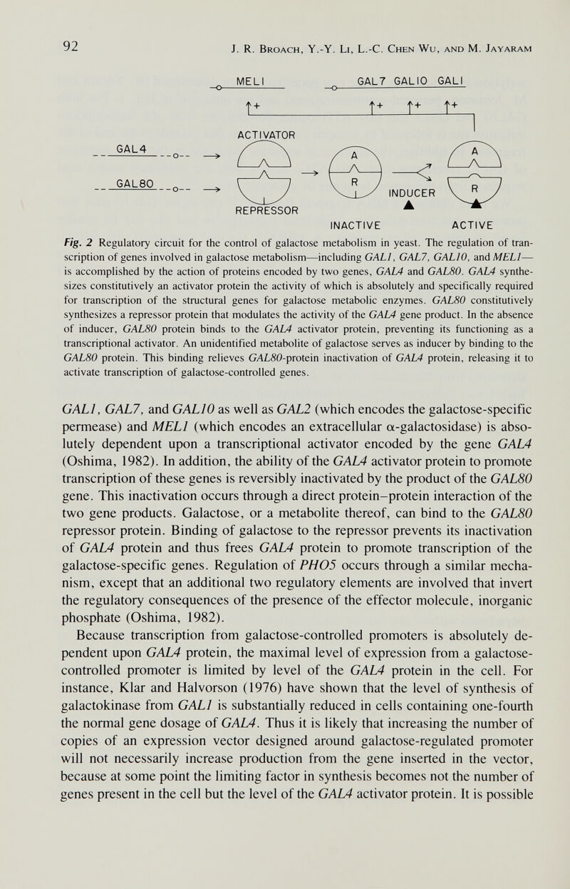 92 J. R. Broach, Y.-Y. Li, L.-C. Chen Wu, and M. Jayaram MELI GAL7 GALIO GALI 1+ ACTIVATOR GAL4 — о- GAL80 W < А REPRESSOR INDUCER ▲ INACTIVE ACTIVE Fig. 2 Regulatory circuit for the control of galactose metabolism in yeast. The regulation of tran¬ scription of genes involved in galactose metabolism—including GALI, GALI, GALIO, anàMELl— is accomplished by the action of proteins encoded by two genes, GAL4 and G ALSO. GAL4 synthe¬ sizes constitutively an activator protein the activity of which is absolutely and specifically required for transcription of the structural genes for galactose metabolic enzymes. G ALSO constitutively synthesizes a repressor protein that modulates the activity of the GAL4 gene product. In the absence of inducer, GALSO protein binds to the GAL4 activator protein, preventing its functioning as a transcriptional activator. An unidentified metabolite of galactose serves as inducer by binding to the GALSO protein. This binding relieves GALSO-protein inactivation of GALA protein, releasing it to activate transcription of galactose-controlled genes. GALI, GAL7, and GALIO as well as GAL2 (which encodes the galactose-specific permease) and MELI (which encodes an extracellular a-galactosidase) is abso¬ lutely dependent upon a transcriptional activator encoded by the gene GAL4 (Oshima, 1982). In addition, the ability of the GAL4 activator protein to promote transcription of these genes is reversibly inactivated by the product of the GALSO gene. This inactivation occurs through a direct protein-protein interaction of the two gene products. Galactose, or a metabolite thereof, can bind to the GALSO repressor protein. Binding of galactose to the repressor prevents its inactivation of GAL4 protein and thus frees GAL4 protein to promote transcription of the galactose-specific genes. Regulation of PH05 occurs through a similar mecha¬ nism, except that an additional two regulatory elements are involved that invert the regulatory consequences of the presence of the effector molecule, inorganic phosphate (Oshima, 1982). Because transcription from galactose-controlled promoters is absolutely de¬ pendent upon GAL4 protein, the maximal level of expression from a galactose- controlled promoter is limited by level of the GAL4 protein in the cell. For instance. Klar and Halvorson (1976) have shown that the level of synthesis of galactokinase from GALI is substantially reduced in cells containing one-fourth the normal gene dosage of GAL4. Thus it is likely that increasing the number of copies of an expression vector designed around galactose-regulated promoter will not necessarily increase production from the gene inserted in the vector, because at some point the limiting factor in synthesis becomes not the number of genes present in the cell but the level of the GAL4 activator protein. It is possible