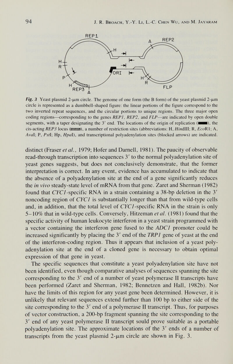 94 J. R. Broach, Y.-Y. Li, L.-C. Chen Wu, and M. Jayaram REPl H R A Fig. 3 Yeast plasmid 2-|хт circle. The genome of one form (the В form) of the yeast plasmid 2-(лт circle is represented as a dumbbell-shaped figure; the linear portions of the figure correspond to the two inverted repeat sequences, and the circular portions to unique regions. The three major open coding regions—corresponding to the genes REPl, REP2, and F LP—are indicated by open double segments, with a taper designating the 3' end. The locations of the origin of replication (HH), the cis-acting REP3 locus a number of restriction sites (abbreviations: H, HinàWV, R, fcoRl; A, Aval; P, Pstl., Hp, Hpal), and transcriptional polyadenylation sites (blocked arrows) are indicated. distinct (Fraser et al., 1979; Hofer and Darnell, 1981). The paucity of observable read-through transcription into sequences 3 ' to the normal polyadenylation site of yeast genes suggests, but does not conclusively demonstrate, that the former inteфretation is correct. In any event, evidence has accumulated to indicate that the absence of a polyadenylation site at the end of a gene significantly reduces the in vivo steady-state level of mRNA from that gene. Zaret and Sherman (1982) found that CFC7-specific RNA in a strain containing a 38-bp deletion in the 3' noncoding region of CYCl is substantially longer than that from wild-type cells and, in addition, that the total level of CYC 1 -specific RNA in the strain is only 5-10% that in wild-type cells. Conversely, Hitzeman et al. (1981) found that the specific activity of human leukocyte interferon in a yeast strain programmed with a vector containing the interferon gene fused to the ADCl promoter could be increased significantly by placing the 3' end of the TRPl gene of yeast at the end of the interferon-coding region. Thus it appears that inclusion of a yeast poly¬ adenylation site at the end of a cloned gene is necessary to obtain optimal expression of that gene in yeast. The specific sequences that constitute a yeast polyadenylation site have not been identified, even though comparative analyses of sequences spanning the site corresponding to the 3' end of a number of yeast polymerase II transcripts have been performed (Zaret and Sherman, 1982; Bennetzen and Hall, 1982b). Nor have the limits of this region for any yeast gene been determined. However, it is unlikely that relevant sequences extend further than 100 bp to either side of the site corresponding to the 3' end of a polymerase II transcript. Thus, for puфoses of vector construction, a 200-bp fragment spanning the site corresponding to the 3' end of any yeast polymerase II transcript sould prove suitable as a portable polyadenylation site. The approximate locations of the 3' ends of a number of transcripts from the yeast plasmid 2-|xm circle are shown in Fig. 3.