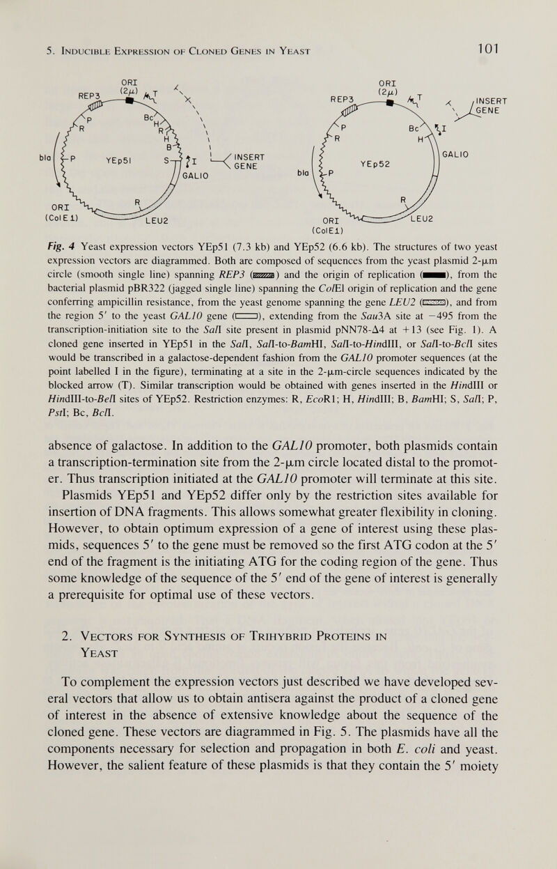 5. Inducible Expression of Cloned Genes in Yeast 101 ORI ORI (2/x) INSERT GENE ORI (ColEJ.) Fig. 4 Yeast expression vectors YEp51 (7.3 kb) and YEp52 (6.6 kb). The structures of two yeast expression vectors are diagrammed. Both are composed of sequences from the yeast plasmid 2-|xm circle (smooth single line) spanning REP3 (тш) and the origin of replication (^^н), from the bacterial plasmid pBR322 (jagged single line) spanning the Co/El origin of replication and the gene conferring ampicillin resistance, from the yeast genome spanning the gene LEU2 (п^нзз), and from the region 5' to the yeast GALIO gene (i i), extending from the Sau3A site at -495 from the transcription-initiation site to the 5аП site present in plasmid pNN78-A4 at +13 (see Fig. 1). A cloned gene inserted in YEp51 in the Saä, Saä-to-BamUl, Sañ-io-Hindll\, or Sañ-to-Bcñ sites would be transcribed in a galactose-dependent fashion from the GALIO promoter sequences (at the point labelled I in the figure), terminating at a site in the 2-|xm-circle sequences indicated by the blocked arrow (T). Similar transcription would be obtained with genes inserted in the ЯшdIII or Hindlll-to-Be[l sites of YEp52. Restriction enzymes: R, £coRl; H, W/ndlll; B, BamHV, S, Sañ; P, Pstl; Be, Bcä. absence of galactose. In addition to the GALIO promoter, both plasmids contain a transcription-termination site from the 2-|хт circle located distal to the promot¬ er. Thus transcription initiated at the GALIO promoter will terminate at this site. Plasmids YEp51 and YEp52 differ only by the restriction sites available for insertion of DNA fragments. This allows somewhat greater flexibility in cloning. However, to obtain optimum expression of a gene of interest using these plas¬ mids, sequences 5' to the gene must be removed so the first ATG codon at the 5' end of the fragment is the initiating ATG for the coding region of the gene. Thus some knowledge of the sequence of the 5 ' end of the gene of interest is generally a prerequisite for optimal use of these vectors. 2. Vectors for Synthesis of Trihybrid Proteins in To complement the expression vectors just described we have developed sev¬ eral vectors that allow us to obtain antisera against the product of a cloned gene of interest in the absence of extensive knowledge about the sequence of the cloned gene. These vectors are diagrammed in Fig. 5. The plasmids have all the components necessary for selection and propagation in both E. coli and yeast. However, the salient feature of these plasmids is that they contain the 5' moiety Yeast