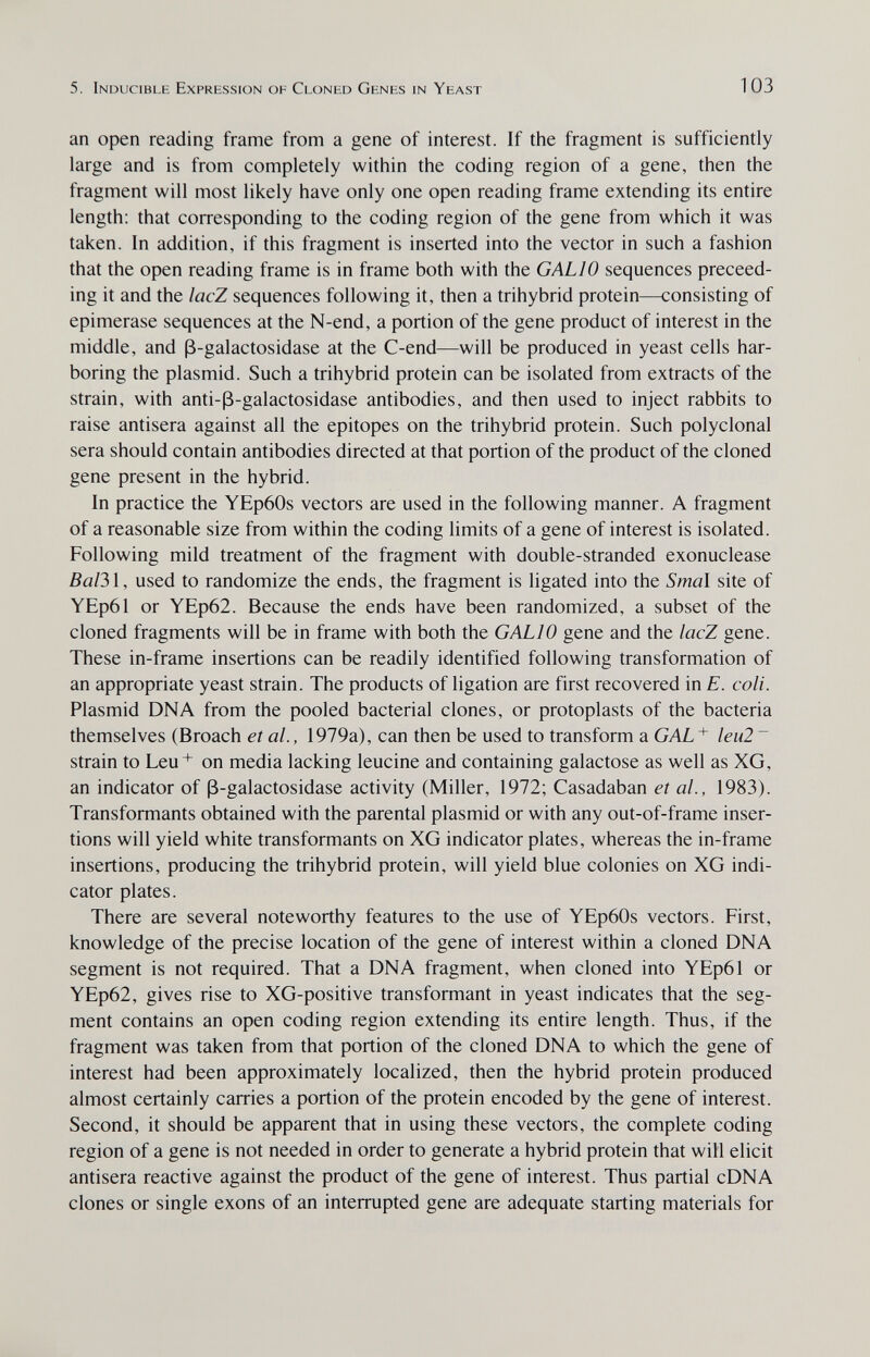 5. Inducible Expression of Cloned Genes in Yeast 103 an open reading frame from a gene of interest. If tiie fragment is sufficiently large and is from completely within the coding region of a gene, then the fragment will most likely have only one open reading frame extending its entire length: that corresponding to the coding region of the gene from which it was taken. In addition, if this fragment is inserted into the vector in such a fashion that the open reading frame is in frame both with the GALIO sequences preceed- ing it and the lacZ sequences following it, then a trihybrid protein—consisting of epimerase sequences at the N-end, a portion of the gene product of interest in the middle, and ß-galactosidase at the C-end—will be produced in yeast cells har¬ boring the plasmid. Such a trihybrid protein can be isolated from extracts of the strain, with anti-ß-galactosidase antibodies, and then used to inject rabbits to raise antisera against all the epitopes on the trihybrid protein. Such polyclonal sera should contain antibodies directed at that portion of the product of the cloned gene present in the hybrid. In practice the YEp60s vectors are used in the following manner. A fragment of a reasonable size from within the coding limits of a gene of interest is isolated. Following mild treatment of the fragment with double-stranded exonuclease Ва1Ъ\, used to randomize the ends, the fragment is ligated into the Smal site of YEp61 or YEp62. Because the ends have been randomized, a subset of the cloned fragments will be in frame with both the GALIO gene and the lacZ gene. These in-frame insertions can be readily identified following transformation of an appropriate yeast strain. The products of ligation are first recovered in E. coli. Plasmid DNA from the pooled bacterial clones, or protoplasts of the bacteria themselves (Broach et al., 1979a), can then be used to transform a GAL + leu2 ~ strain to Leu+ on media lacking leucine and containing galactose as well as XG, an indicator of ß-galactosidase activity (Miller, 1972; Casadaban et al., 1983). Transformants obtained with the parental plasmid or with any out-of-frame inser¬ tions will yield white transformants on XG indicator plates, whereas the in-frame insertions, producing the trihybrid protein, will yield blue colonies on XG indi¬ cator plates. There are several noteworthy features to the use of YEp60s vectors. First, knowledge of the precise location of the gene of interest within a cloned DNA segment is not required. That a DNA fragment, when cloned into YEp61 or YEp62, gives rise to XG-positive transformant in yeast indicates that the seg¬ ment contains an open coding region extending its entire length. Thus, if the fragment was taken from that portion of the cloned DNA to which the gene of interest had been approximately localized, then the hybrid protein produced almost certainly carries a portion of the protein encoded by the gene of interest. Second, it should be apparent that in using these vectors, the complete coding region of a gene is not needed in order to generate a hybrid protein that will elicit antisera reactive against the product of the gene of interest. Thus partial cDNA clones or single exons of an interrupted gene are adequate starting materials for