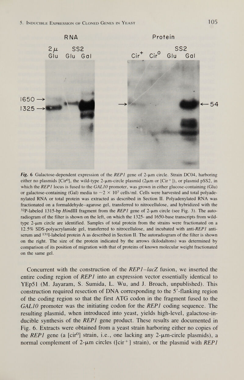 5. Induciblb Expression oh Clonkd Ghnks in Yeast 105 RNA 2/i. SS2 Glu Glu Gal Protein SS2 Cir^ Cir° Glu Gal 1650 1325 |Д 54 4ш1ёёёш- flg. 6 Galactose-dependent expression of the REPl gene of 2-(xm circle. Strain DC04, harboring either no plasmids [Cir^], the wild-type 2-|хт-с1гс1е plasmid (2|xm or [Cir+]), or plasmid pSS2, in which the REPl locus is fused to the GALIO promoter, was grown in either glucose-containing (Glu) or galactose-containing (Gal) media to ~2 x 10' cells/ml. Cells were harvested and total polyade- nylated RNA or total protein was extracted as described in Section II. Polyadenylated RNA was fractionated on a formaldehyde-agarose gel, transferred to nitrocellulose, and hybridized with the 32p-labeled 1315-bp ЯшdIII fragment from the REPl gene of 2-\im circle (see Fig. 3). The auto- radiogram of the filter is shown on the left, on which the 1325- and 1650-base transcripts from wild- type 2-p,m circle are identified. Samples of total protein from the strains were fractionated on a 12.5% SDS-polyacrylamide gel, transferred to nitrocellulose, and incubated with anú-REPl anti¬ serum and i^ij-iabeled protein A as described in Section II. The autoradiogram of the filter is shown on the right. The size of the protein indicated by the arrows (kilodaltons) was determined by comparison of its position of migration with that of proteins of known molecular weight fractionated on the same gel. Concurrent with the construction of the REPl-lacZ fusion, we inserted the entire coding region of REPl into an expression vector essentially identical to YEp51 (M. Jayaram, S. Sumida, L. Wu, and J. Broach, unpublished). This construction required resection of DNA corresponding to the 5'-flanking region of the coding region so that the first ATG codon in the fragment fused to the GALIO promoter was the initiating codon for the REFI coding sequence. The resulting plasmid, when introduced into yeast, yields high-level, galactose-in¬ ducible synthesis of the REPl gene product. These results are documented in Fig. 6. Extracts were obtained from a yeast strain harboring either no copies of the REPl gene (a [cir®] strain, i.e., one lacking any 2-|xm-circle plasmids), a normal complement of 2-|хт circles ([cir] strain), or the plasmid with REPl